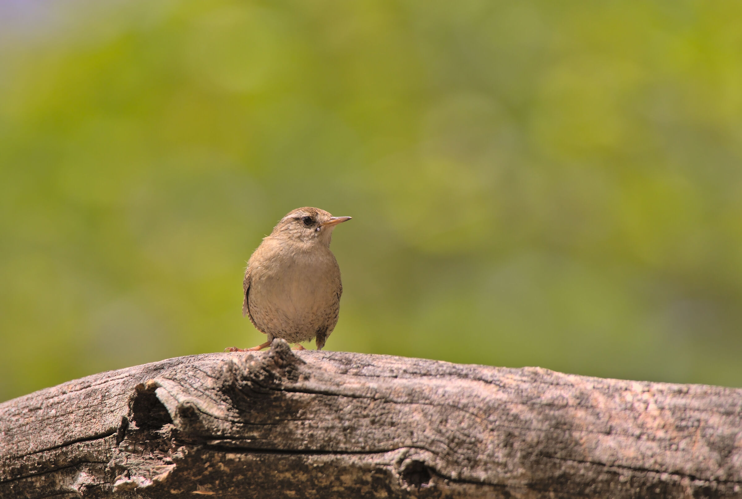 Wren