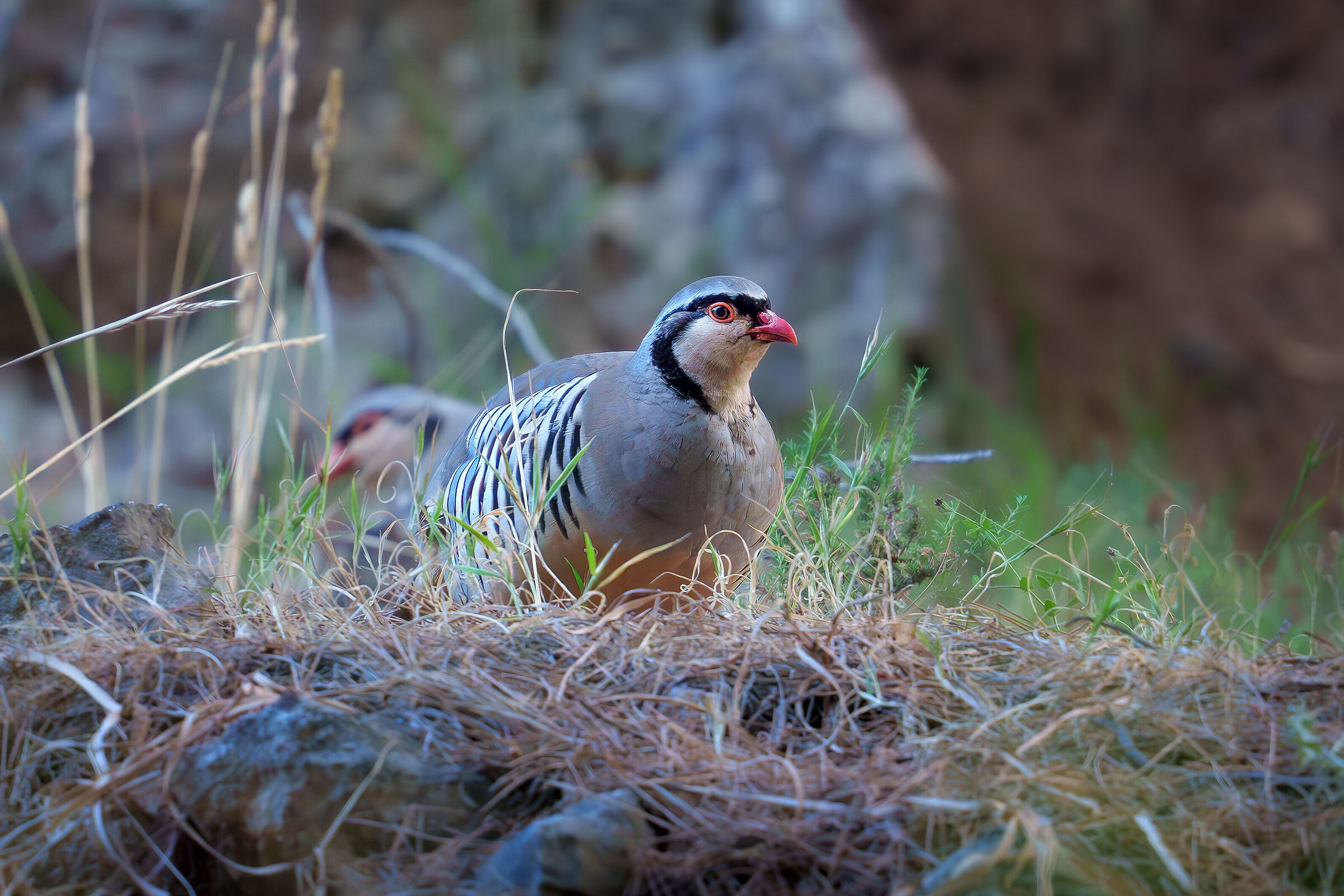 Sicilian rock partridge