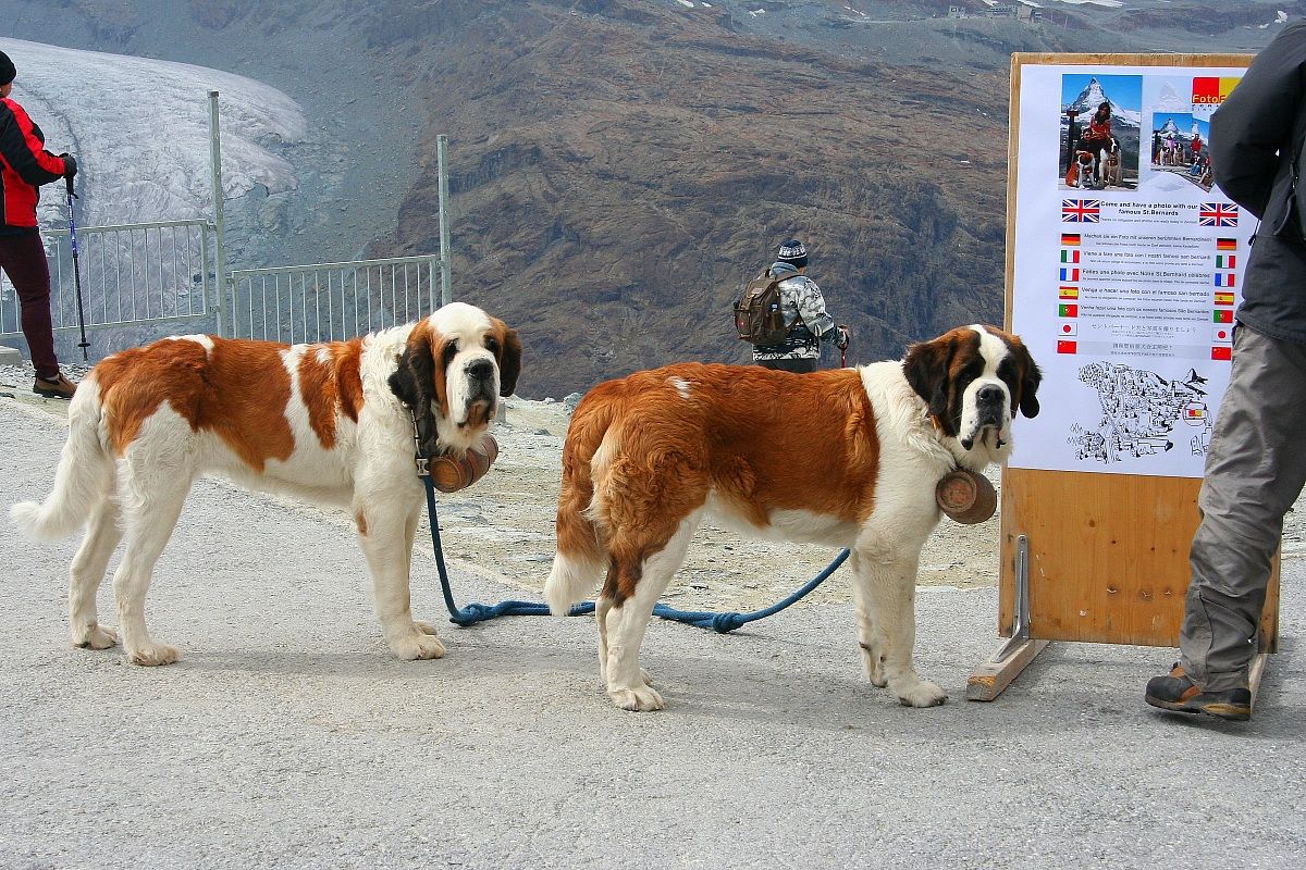 On the summit of the Matterhorn