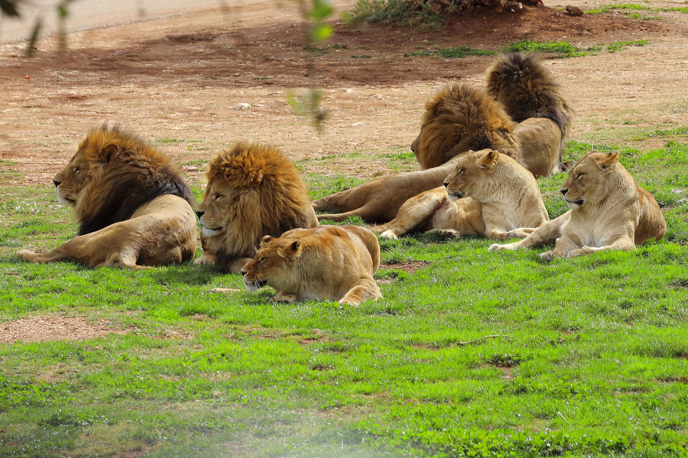 Animals