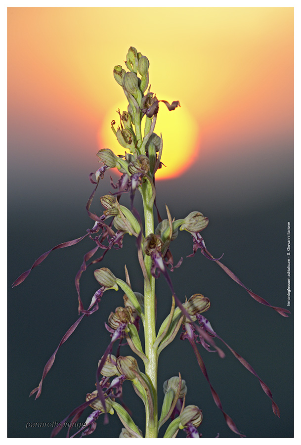 Himantoglossum adriaticum