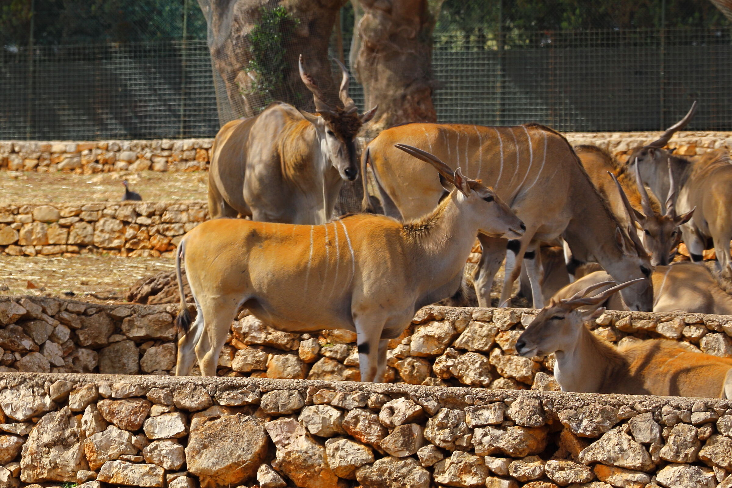 Animals