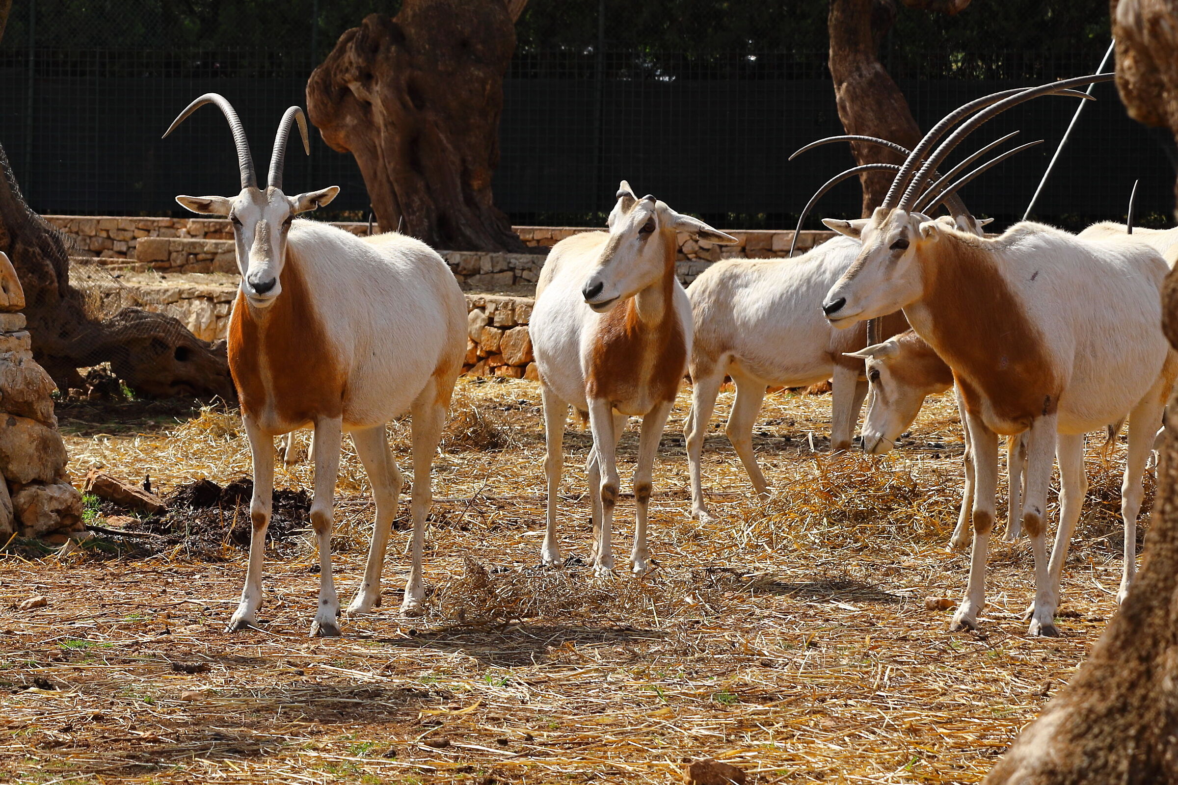 Animals