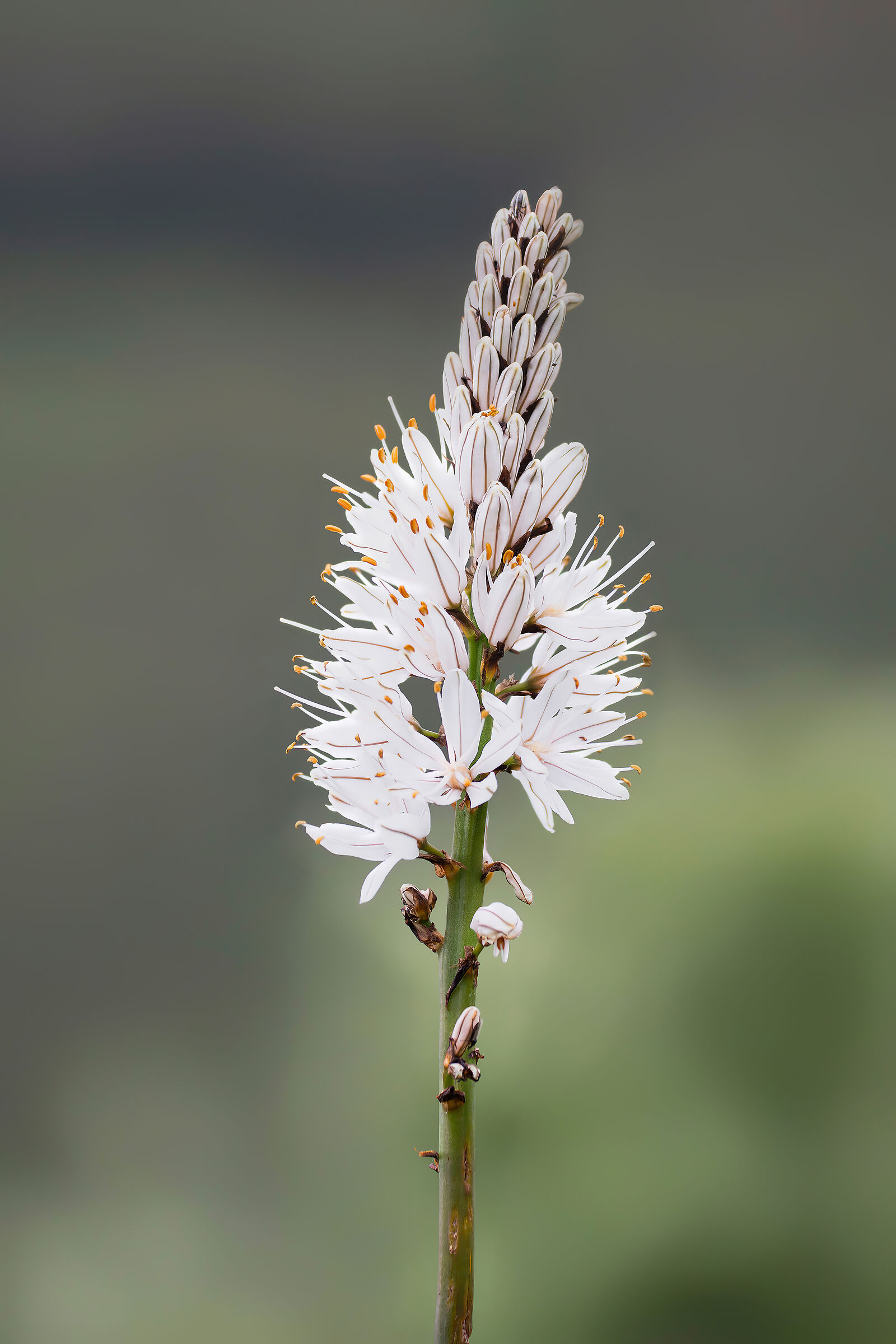 Asphodel