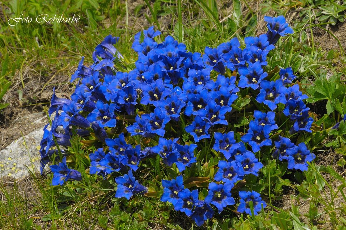Genzianelle.......