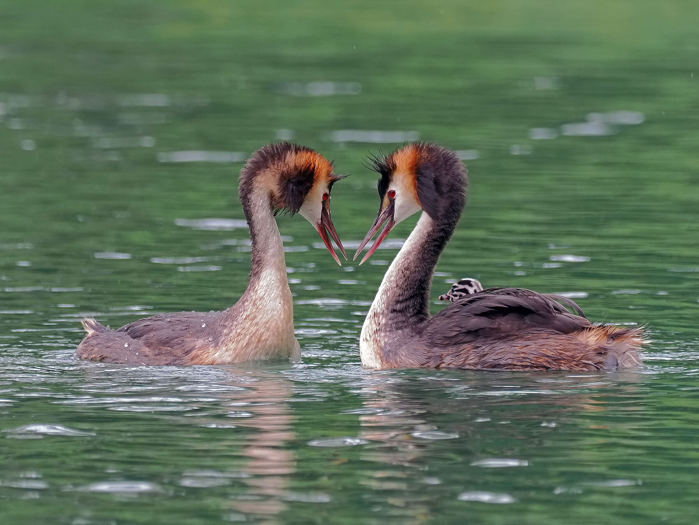 Couple with pullet
