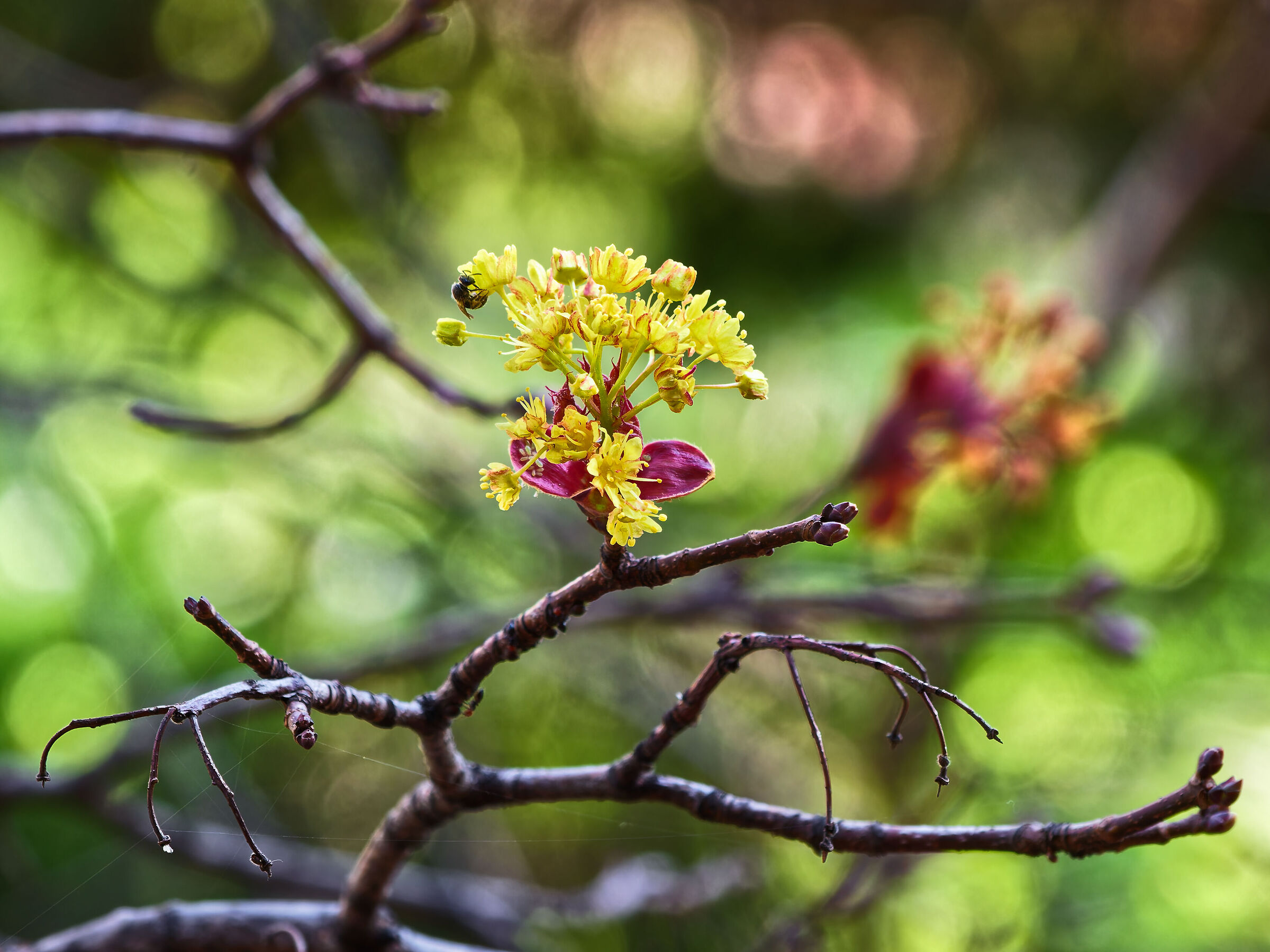 primi fiori ed ape al lavoro