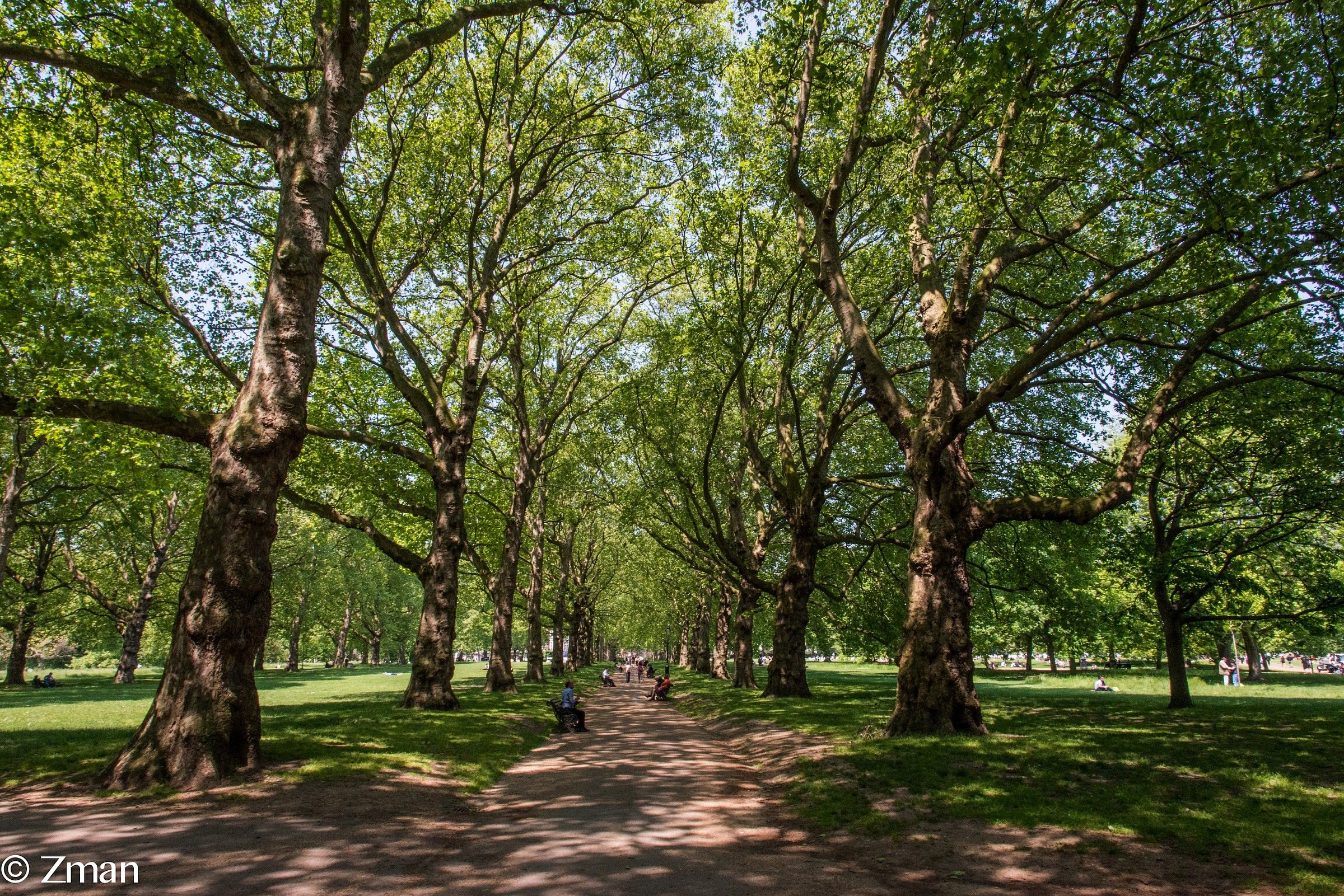 The Green Park Majestic Trees