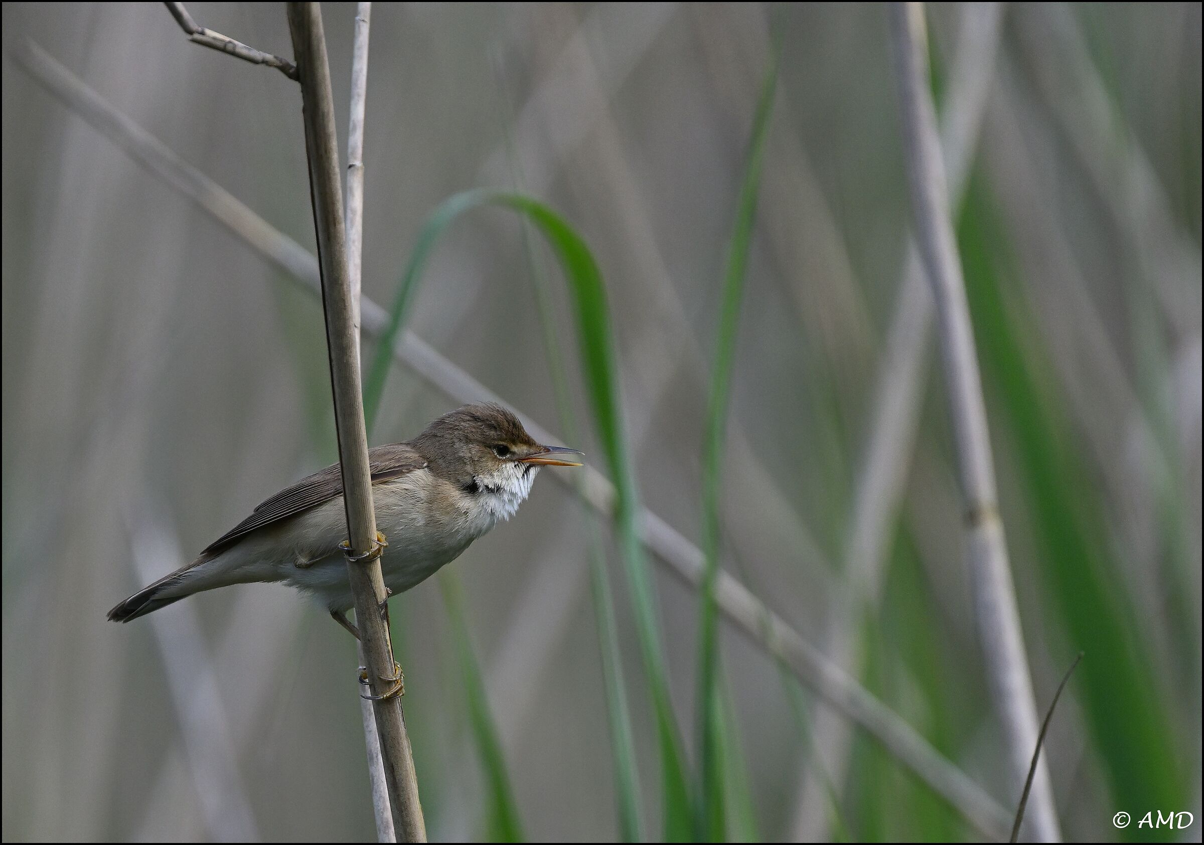 Reed warbler