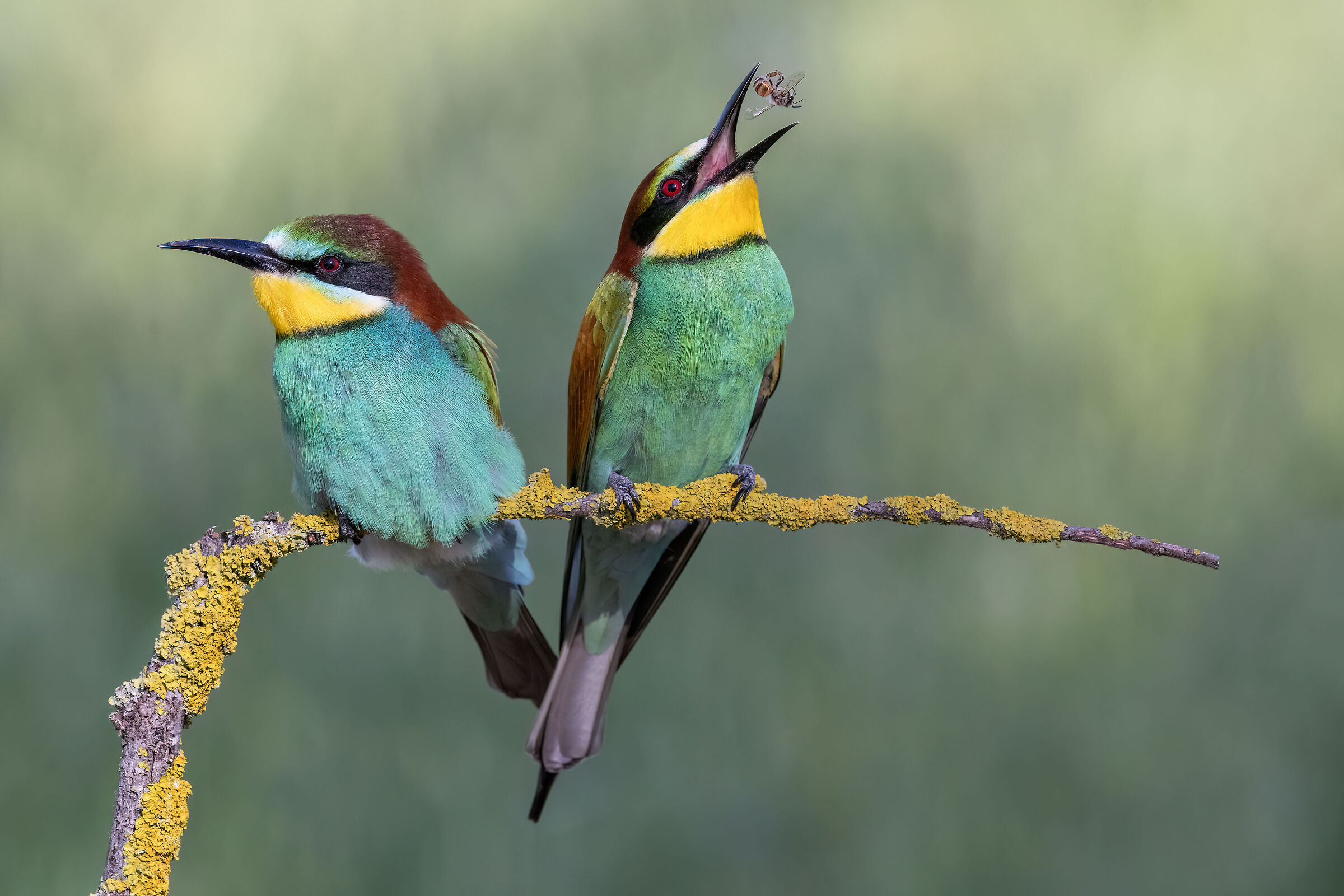 Bee-eaters