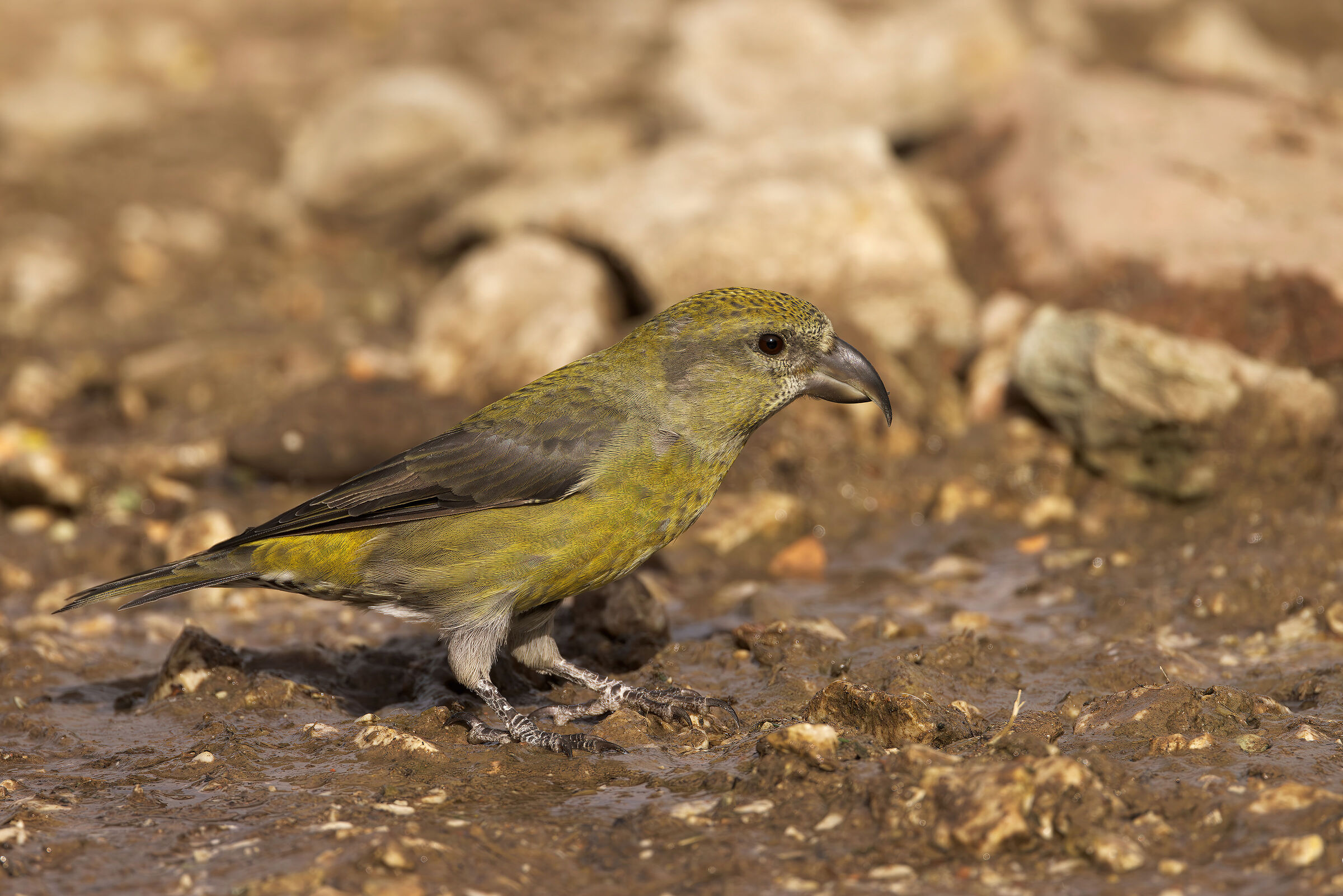 Cruises (Loxia curvirostra)