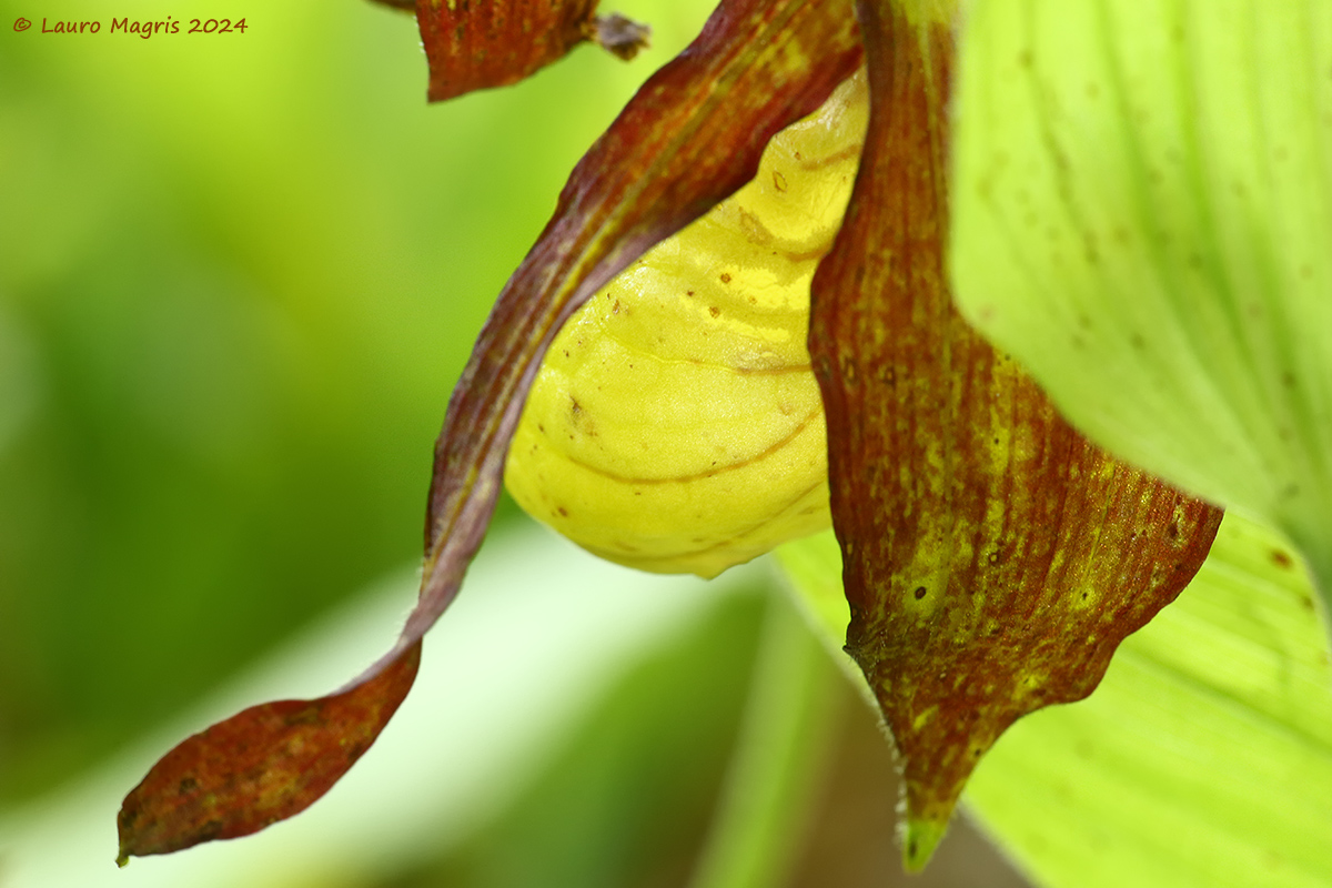 Scarpe della Madonna
