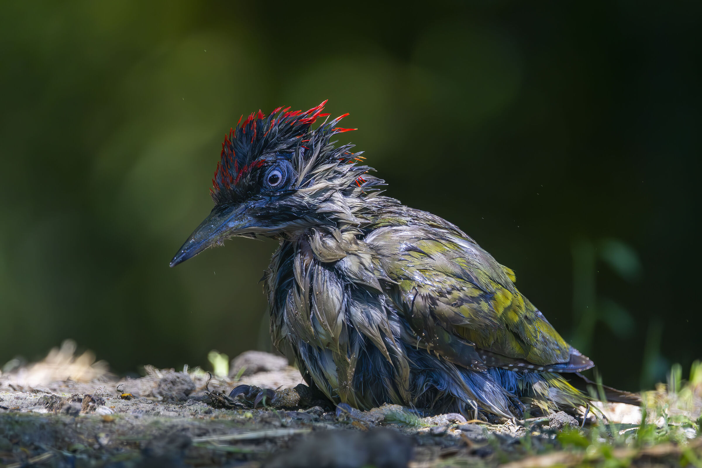 Il bagno. Capanno Massumatico