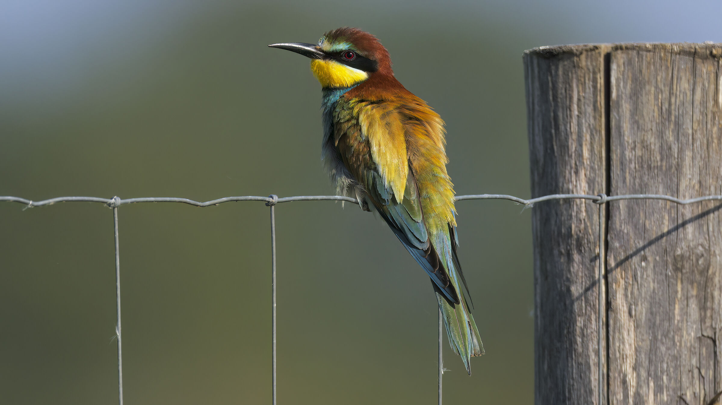 Gruccioni e nuove attrezzature2