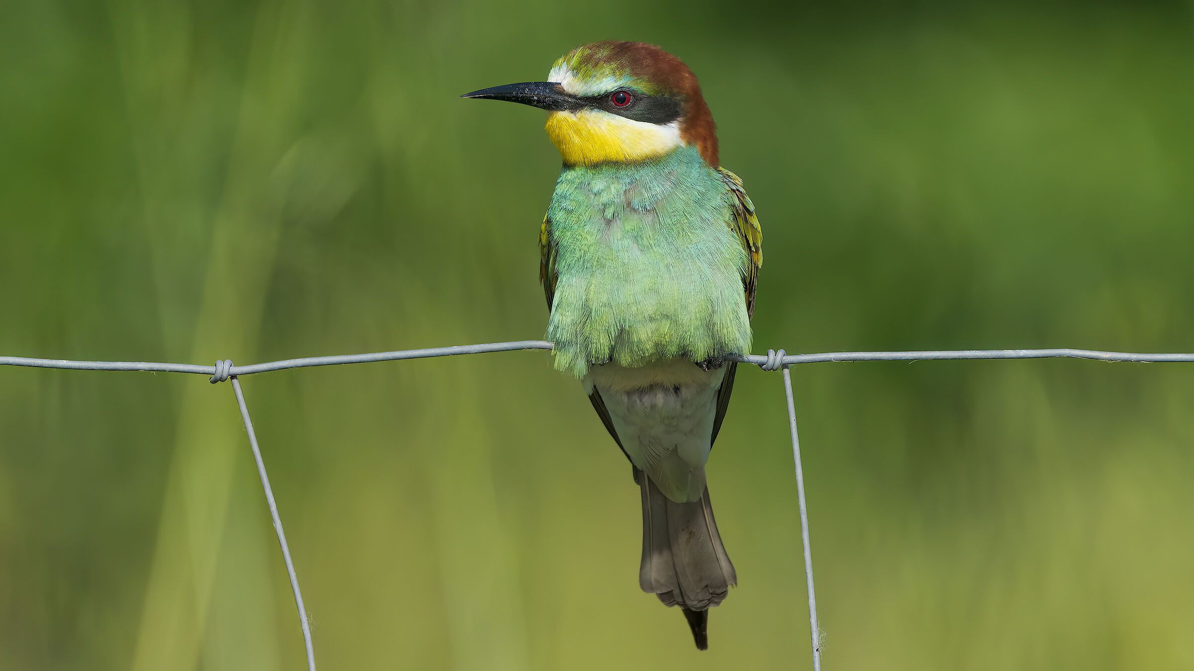 Gruccioni e nuove attrezzature3