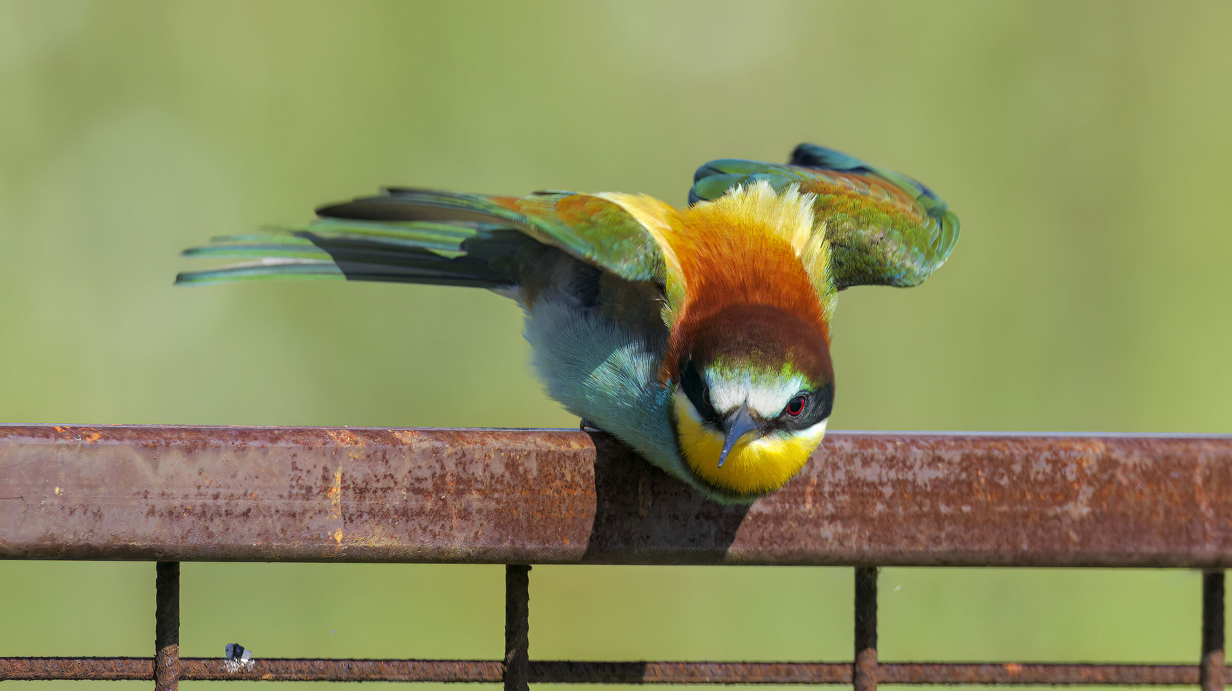 Gruccioni e nuove attrezzature4