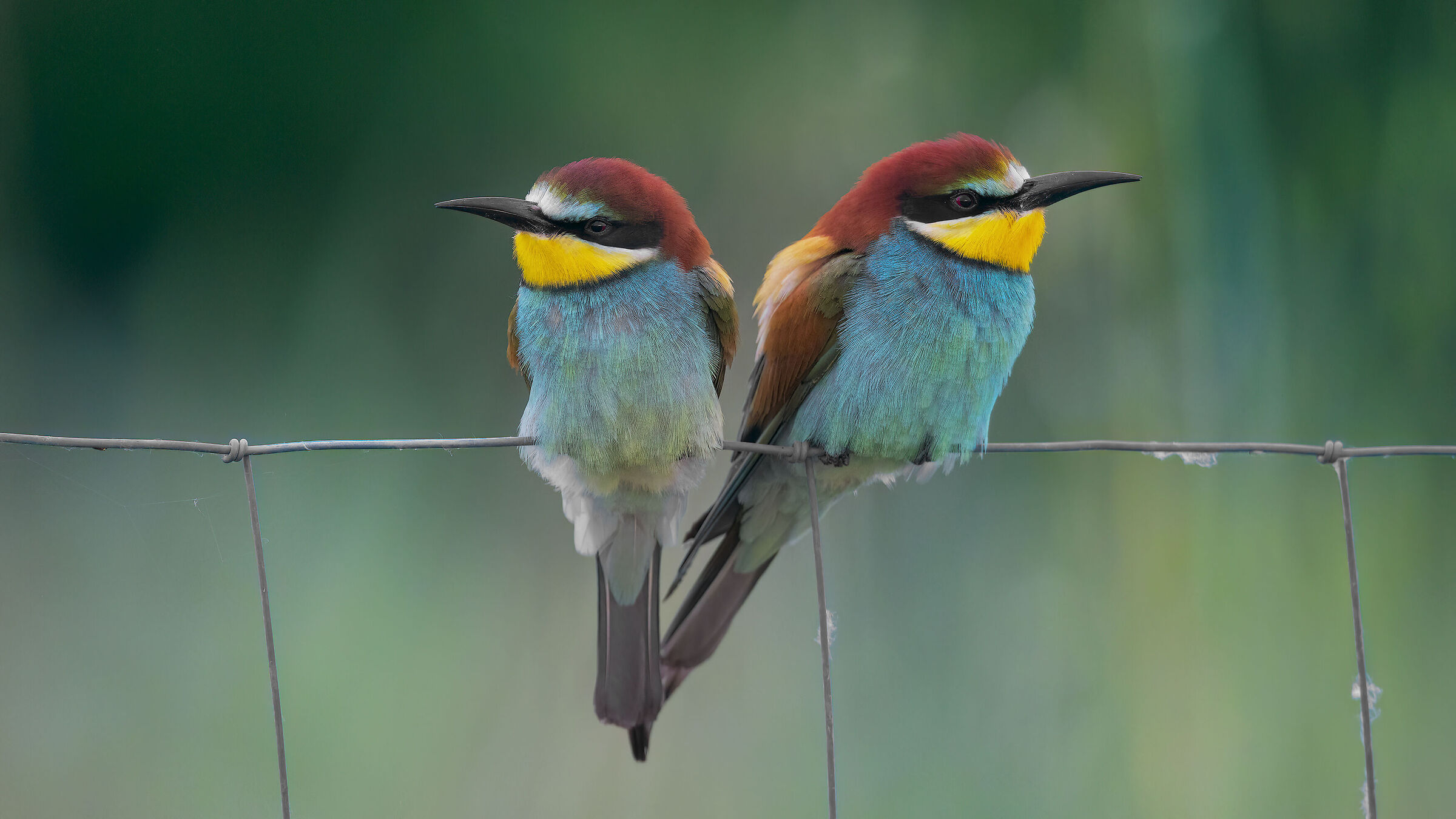 Gruccioni e nuove attrezzature5