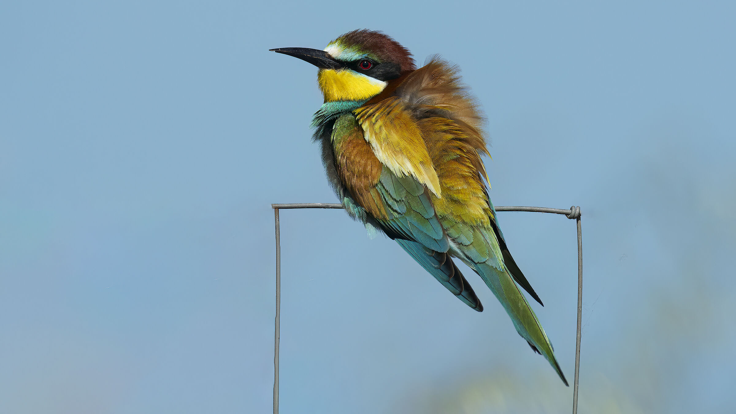 Gruccioni e nuove attrezzature7