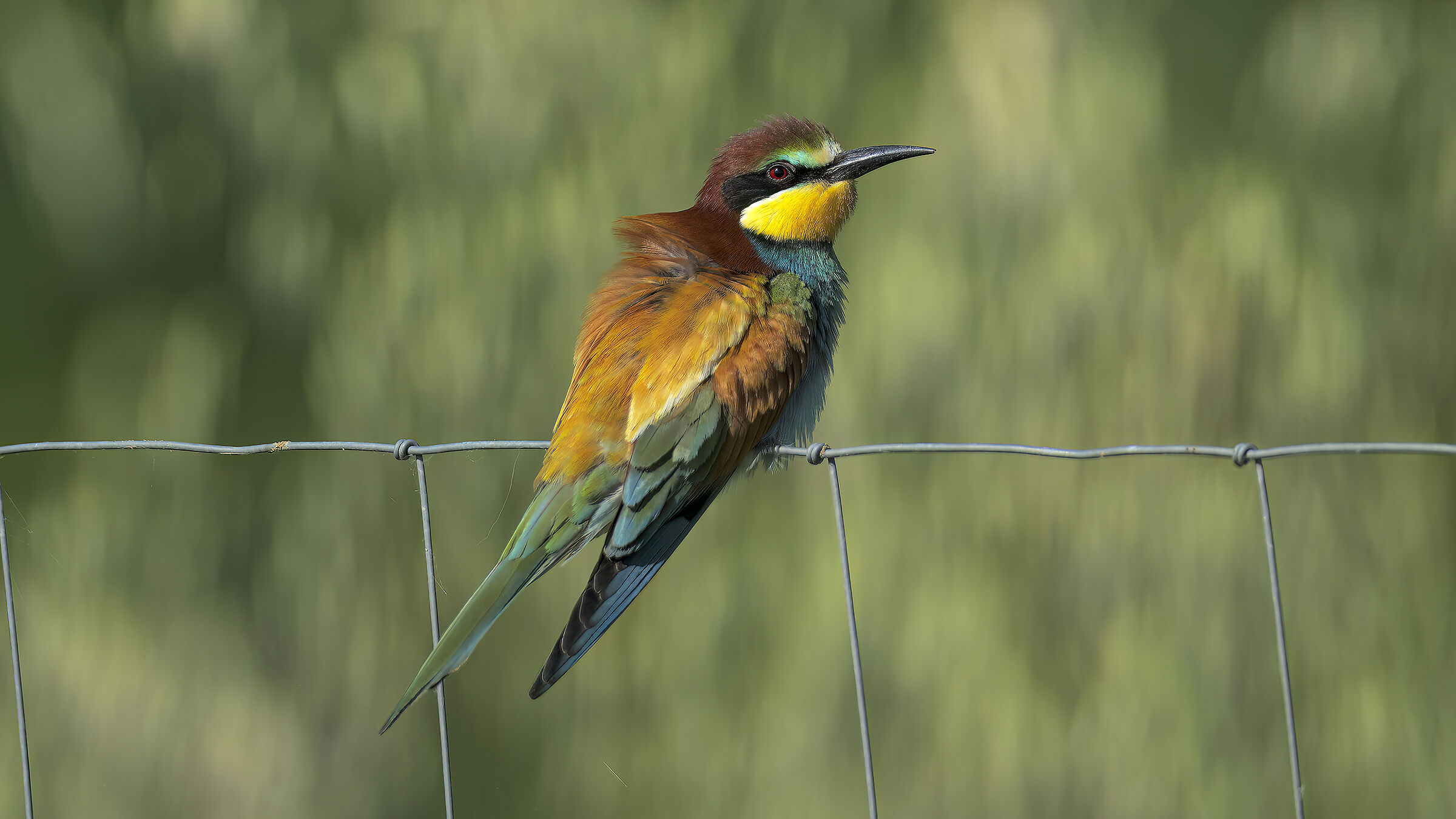 Gruccioni e nuove attrezzature9