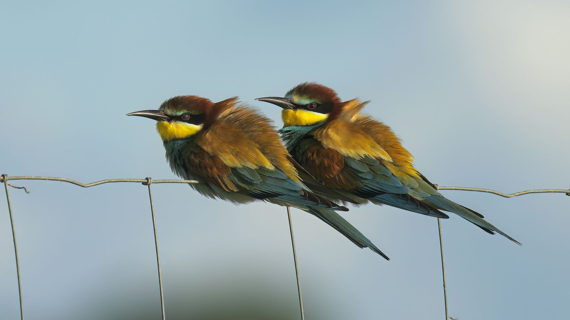 Gruccioni e nuove attrezzature10