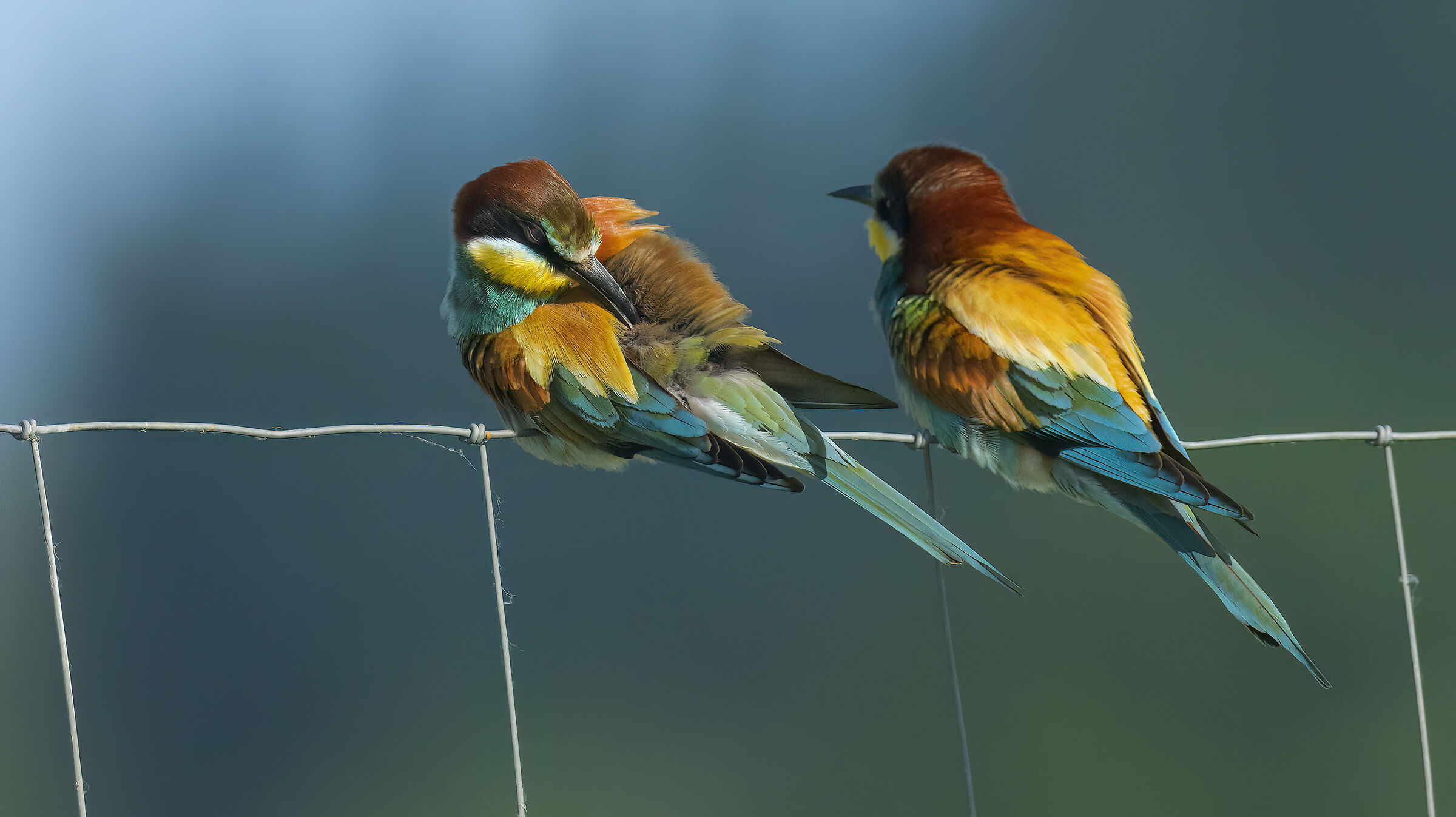 Gruccioni e nuove attrezzature12