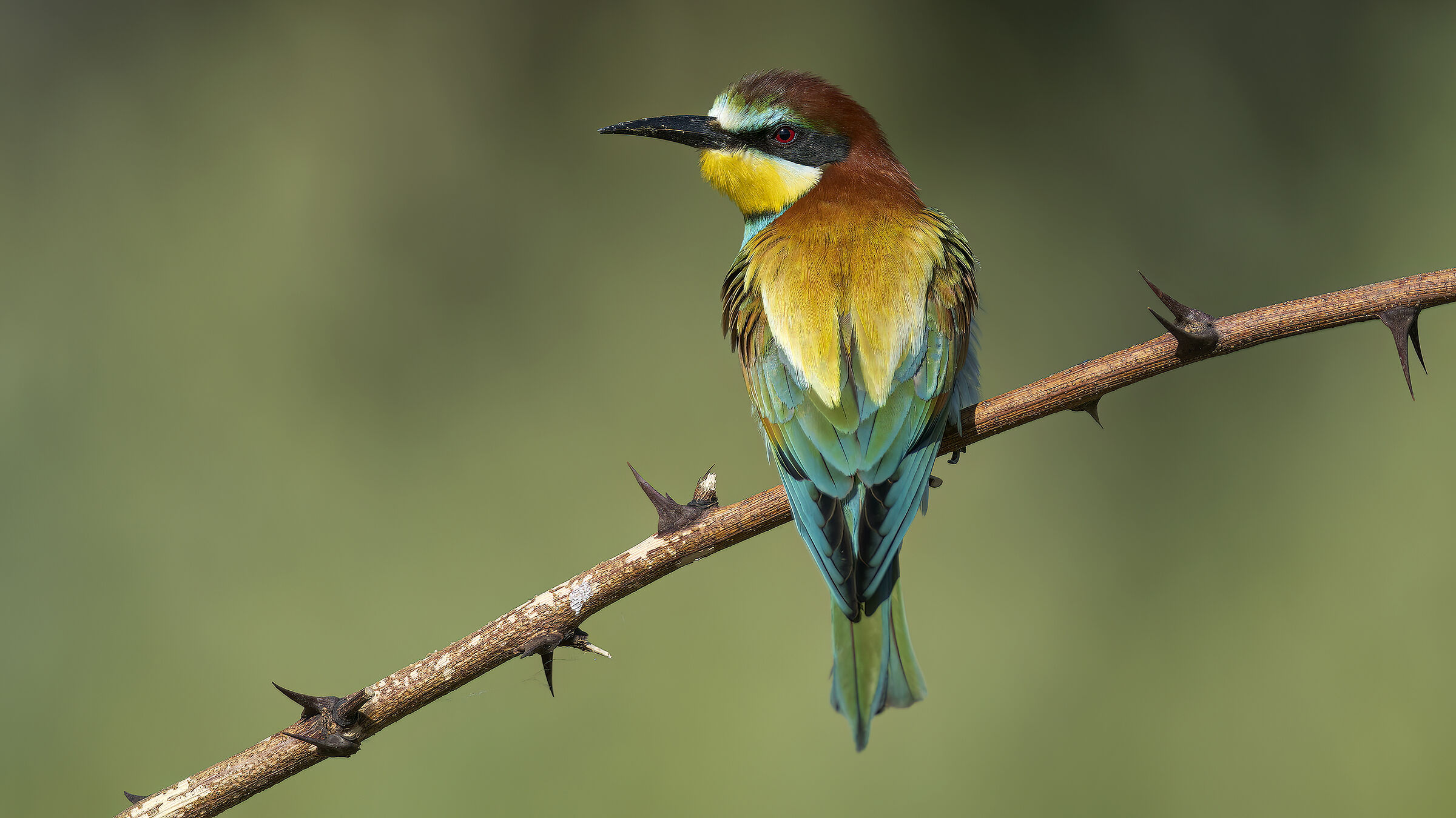 Gruccioni e nuove attrezzature14