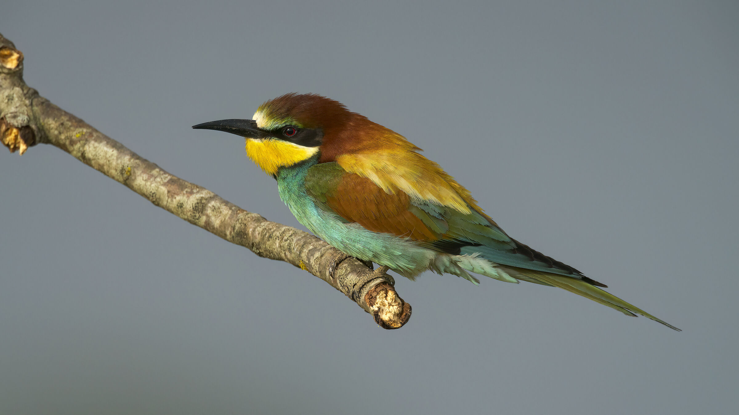 Gruccioni e nuove attrezzature15