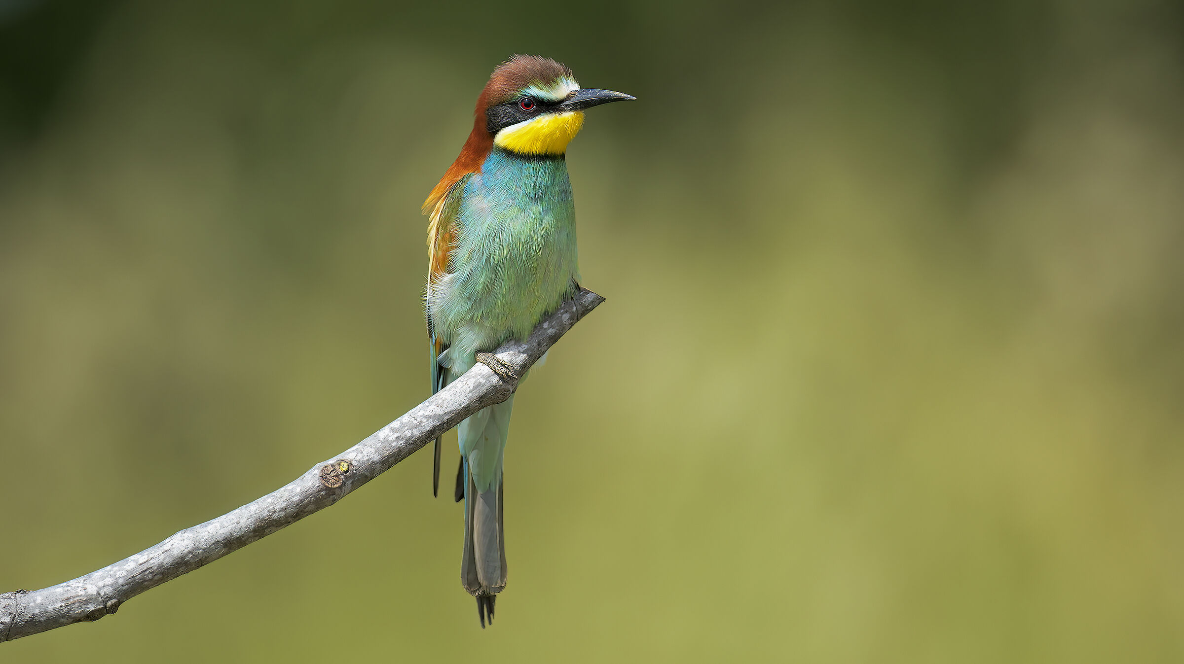 Gruccioni e nuove attrezzature16