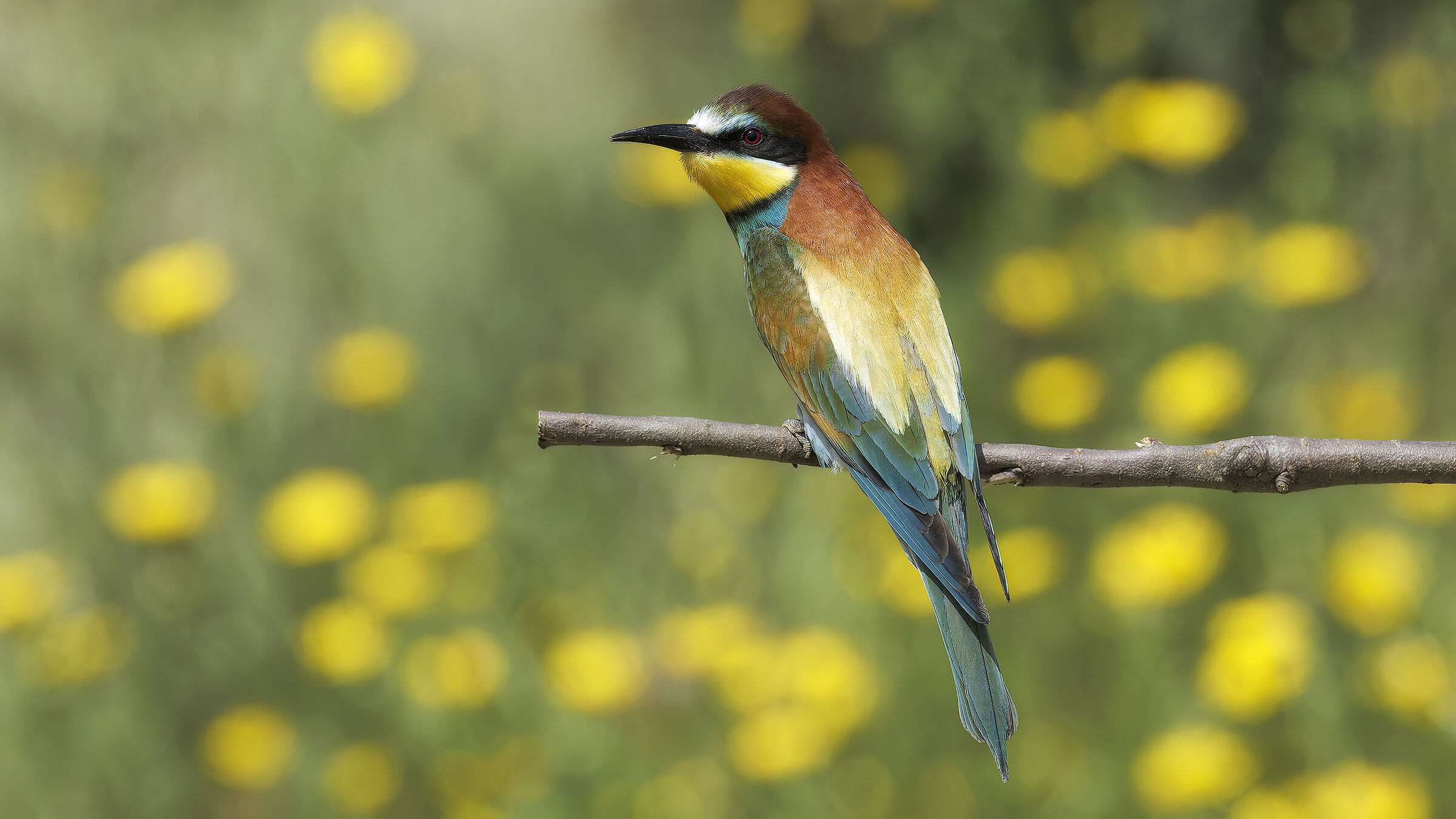 Gruccioni e nuove attrezzature18