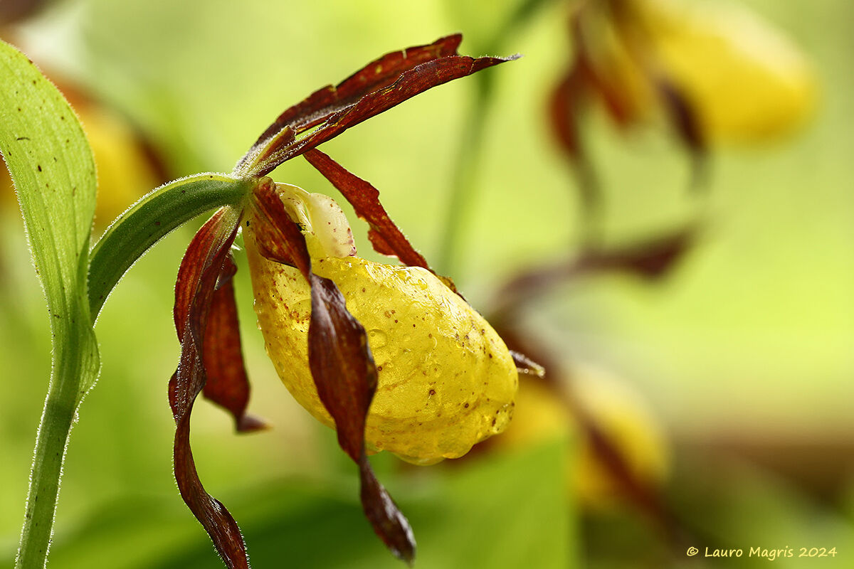 Pianelle della Madonna