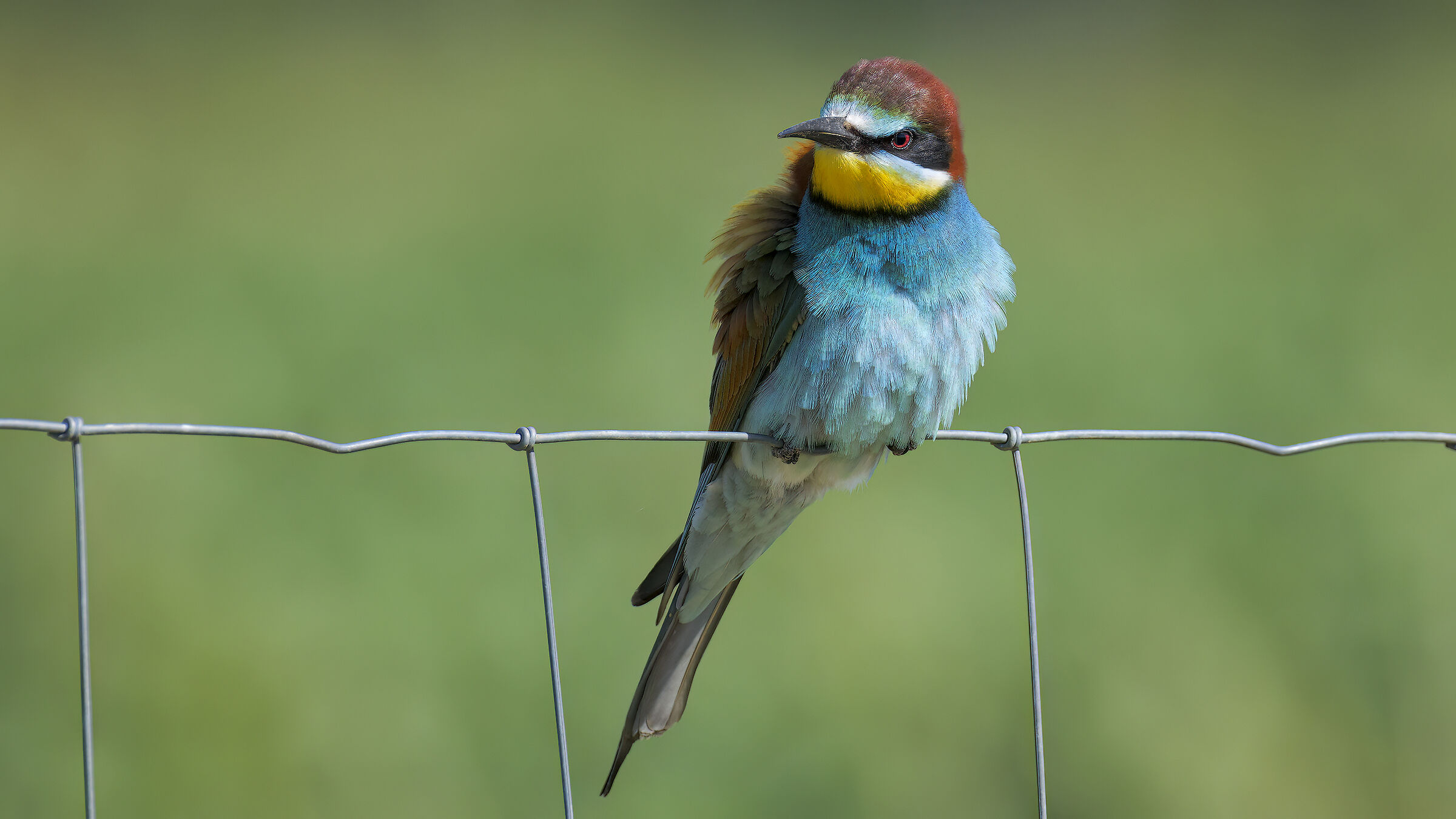 Gruccioni e nuove attrezzature18