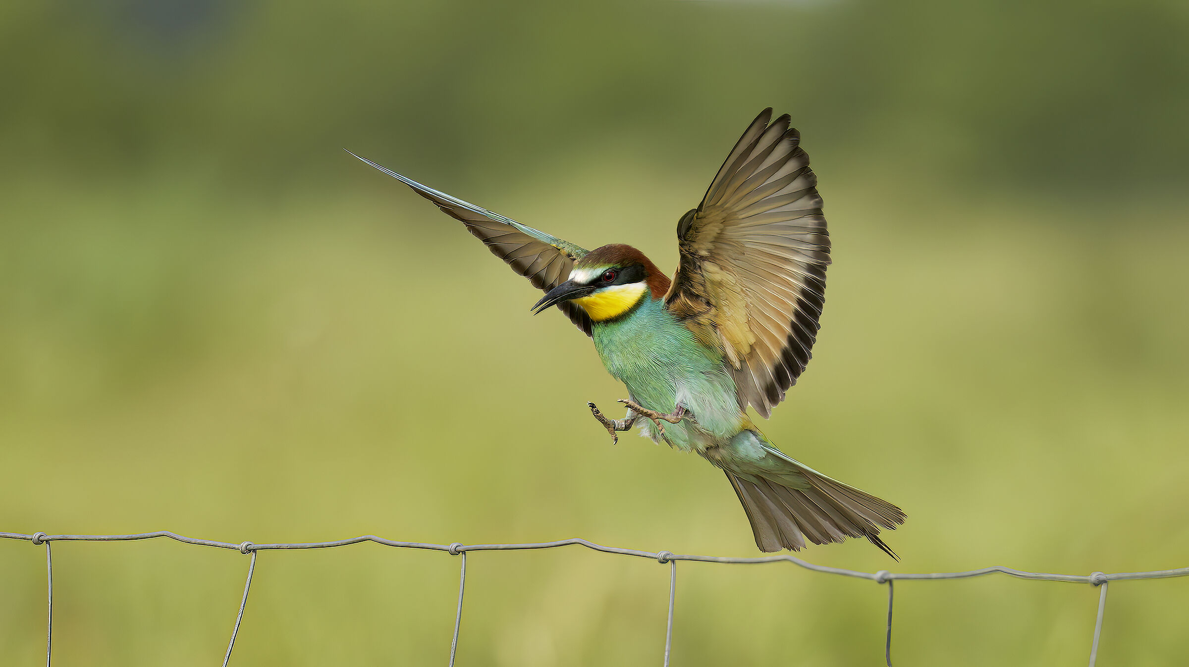 Gruccioni e nuove attrezzature22