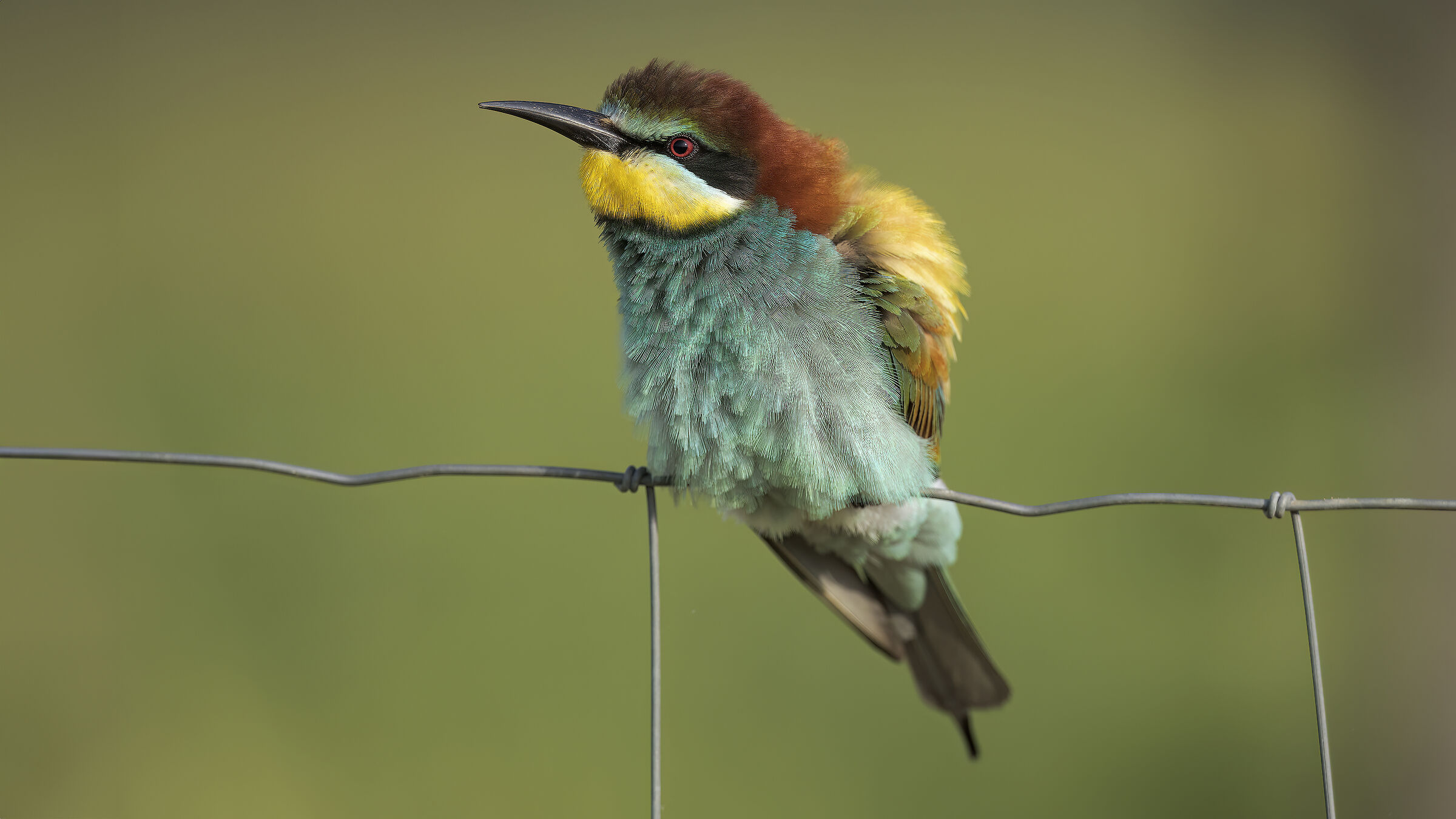 Gruccioni e nuove attrezzature25