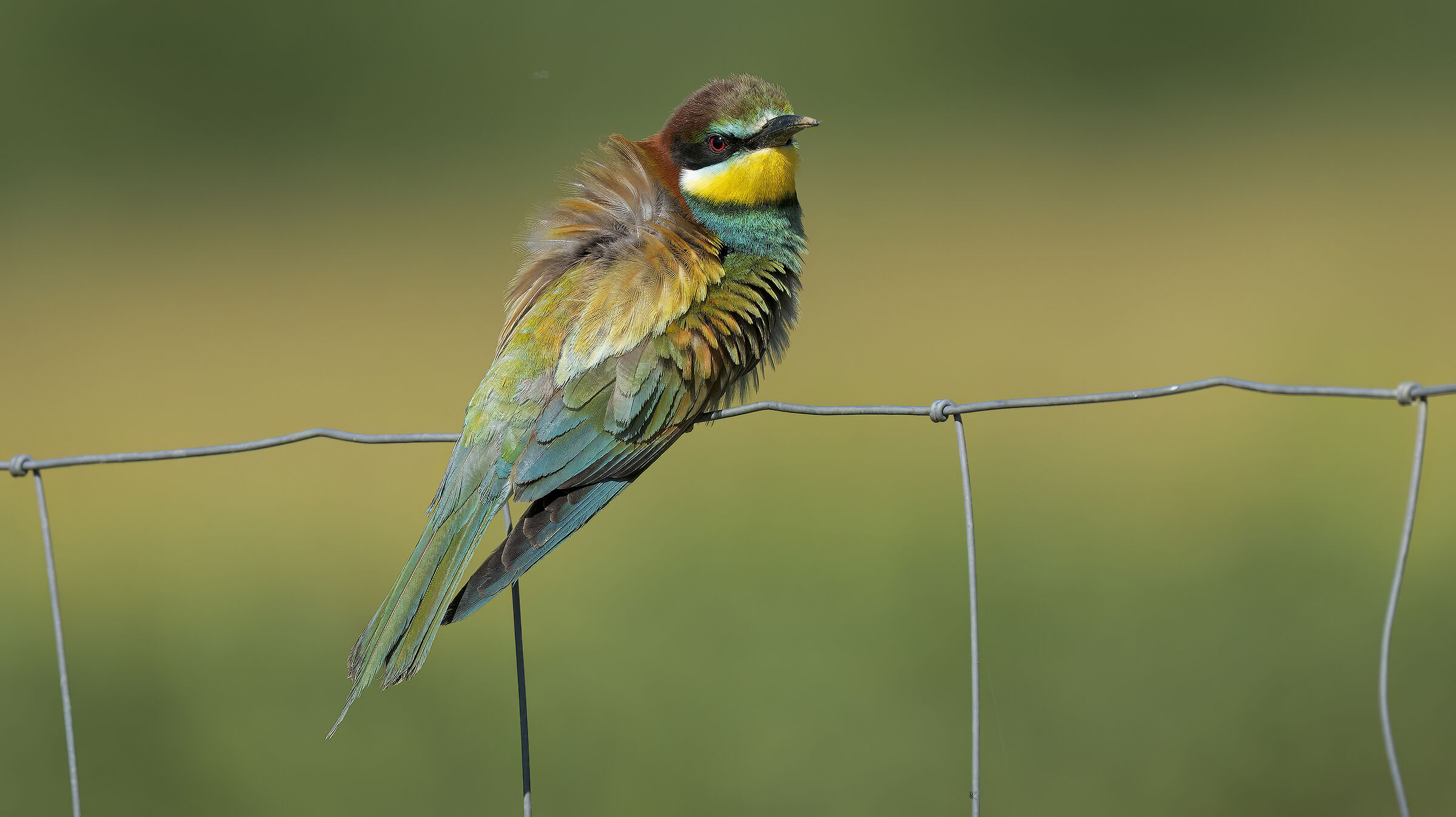 Gruccioni e nuove attrezzature26