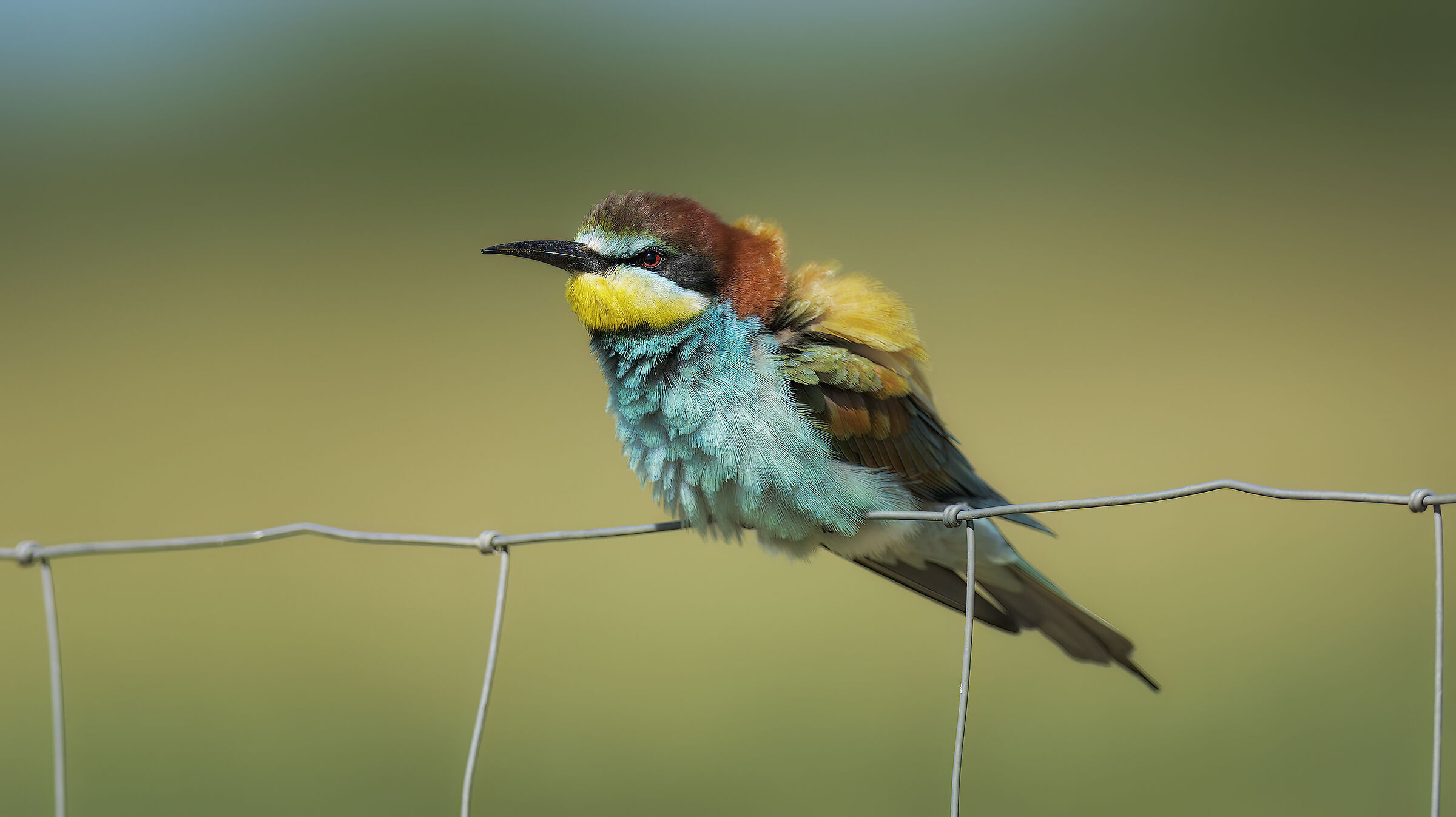 Gruccioni e nuove attrezzature27