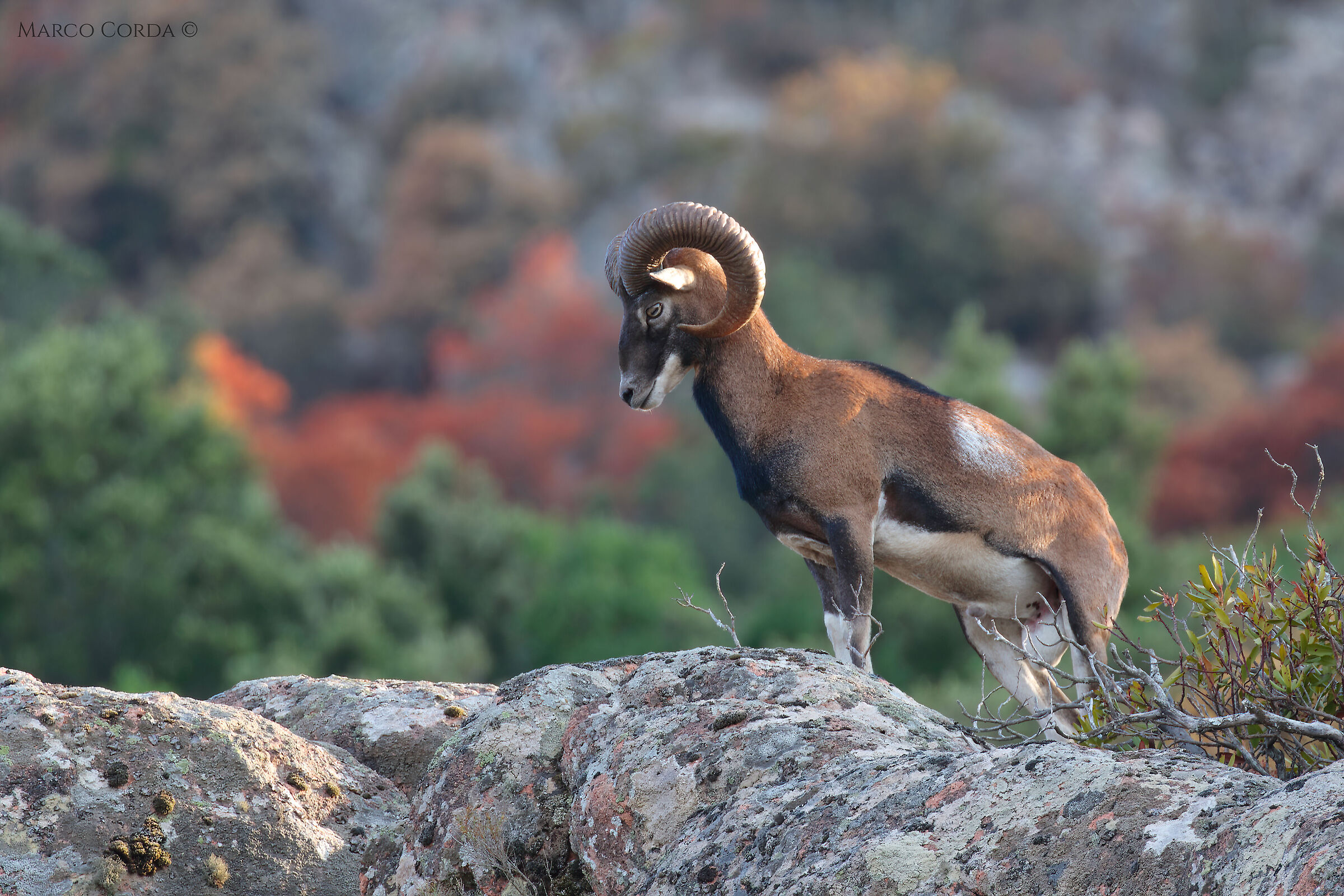 Sardinian mouflon