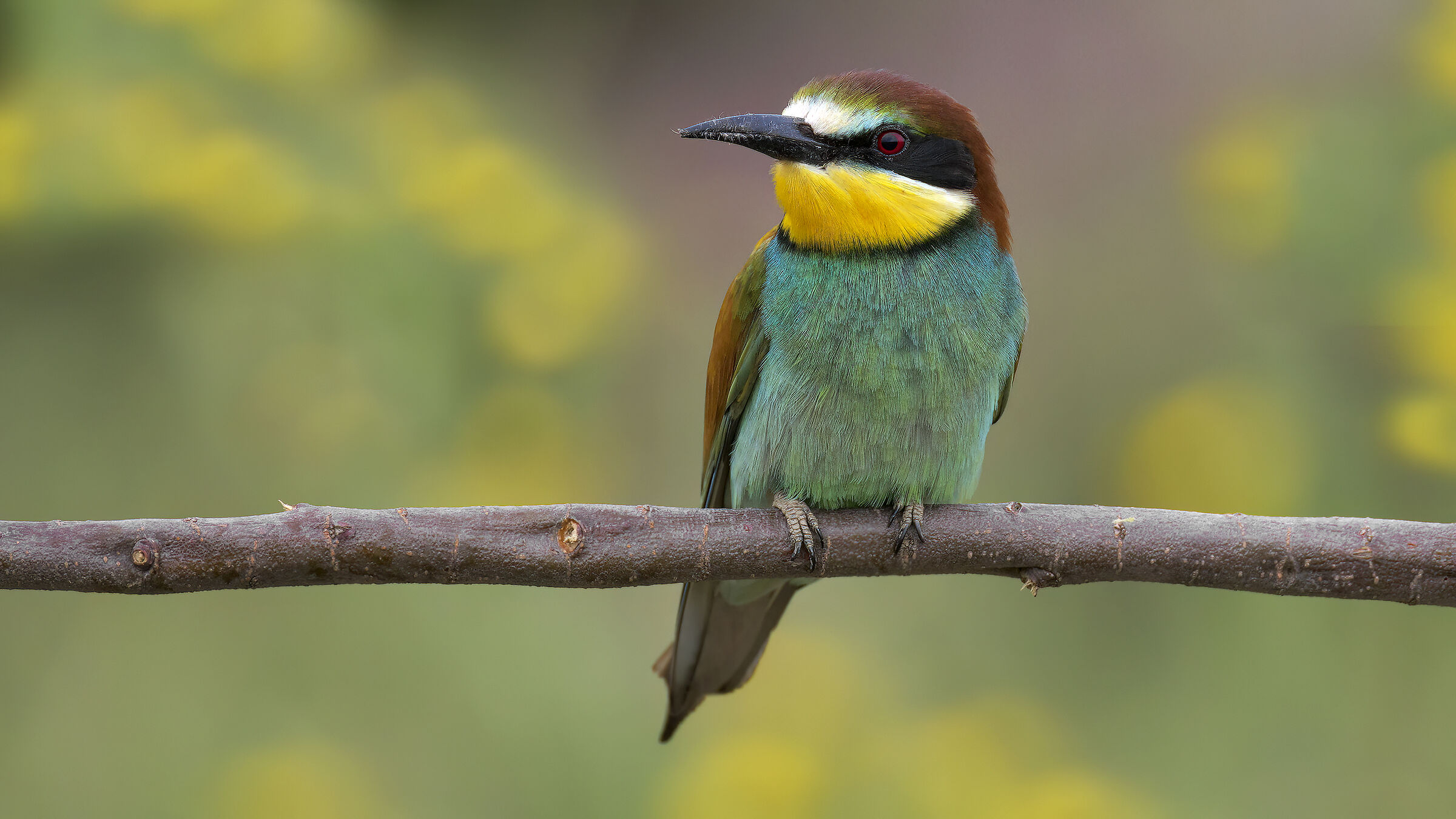 Gruccioni e nuove attrezzature29