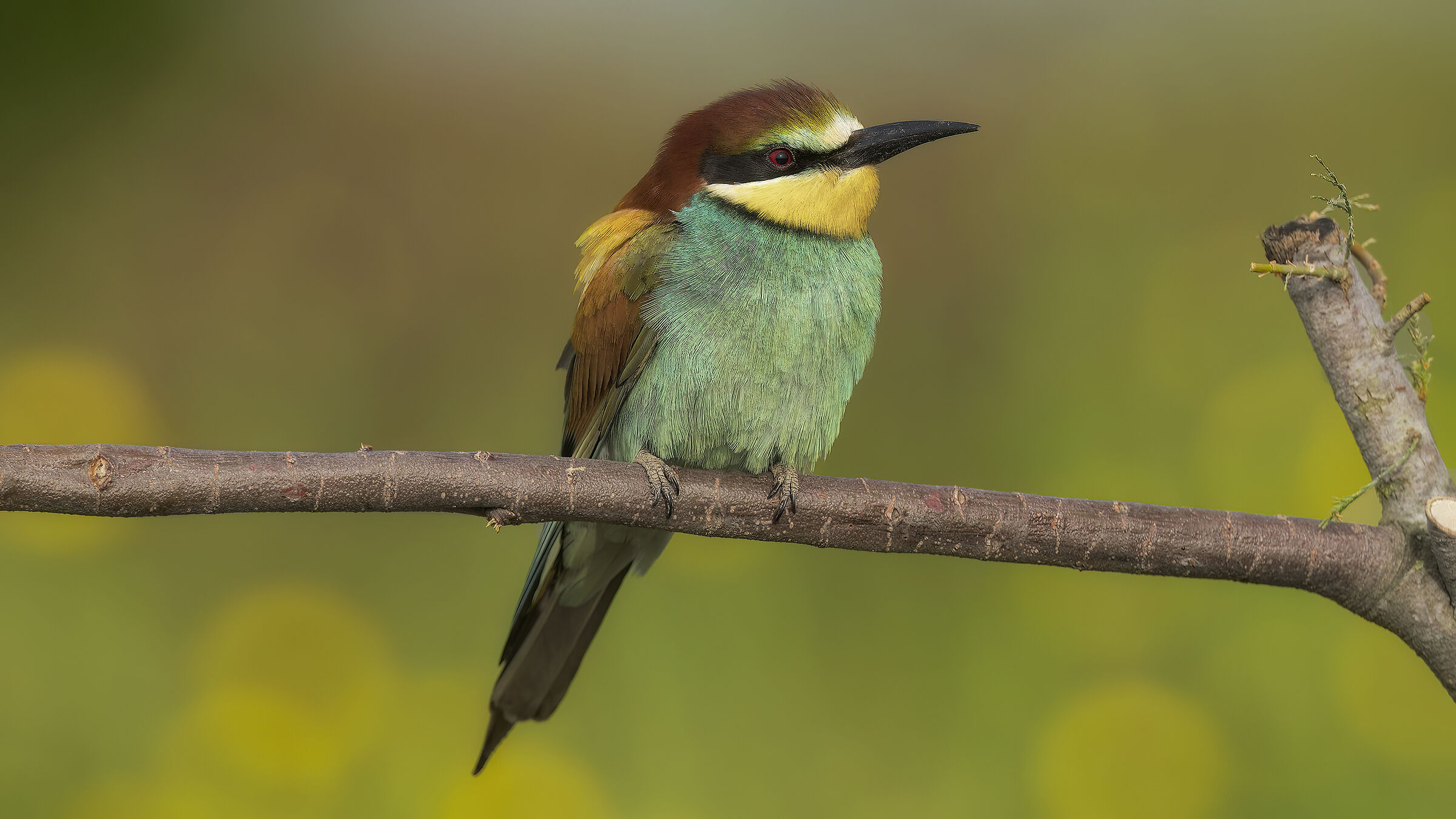 Gruccioni e nuove attrezzature30