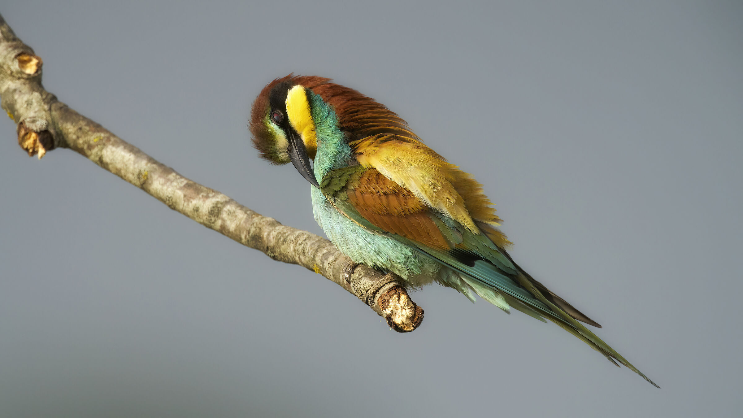 Gruccioni e nuove attrezzature31