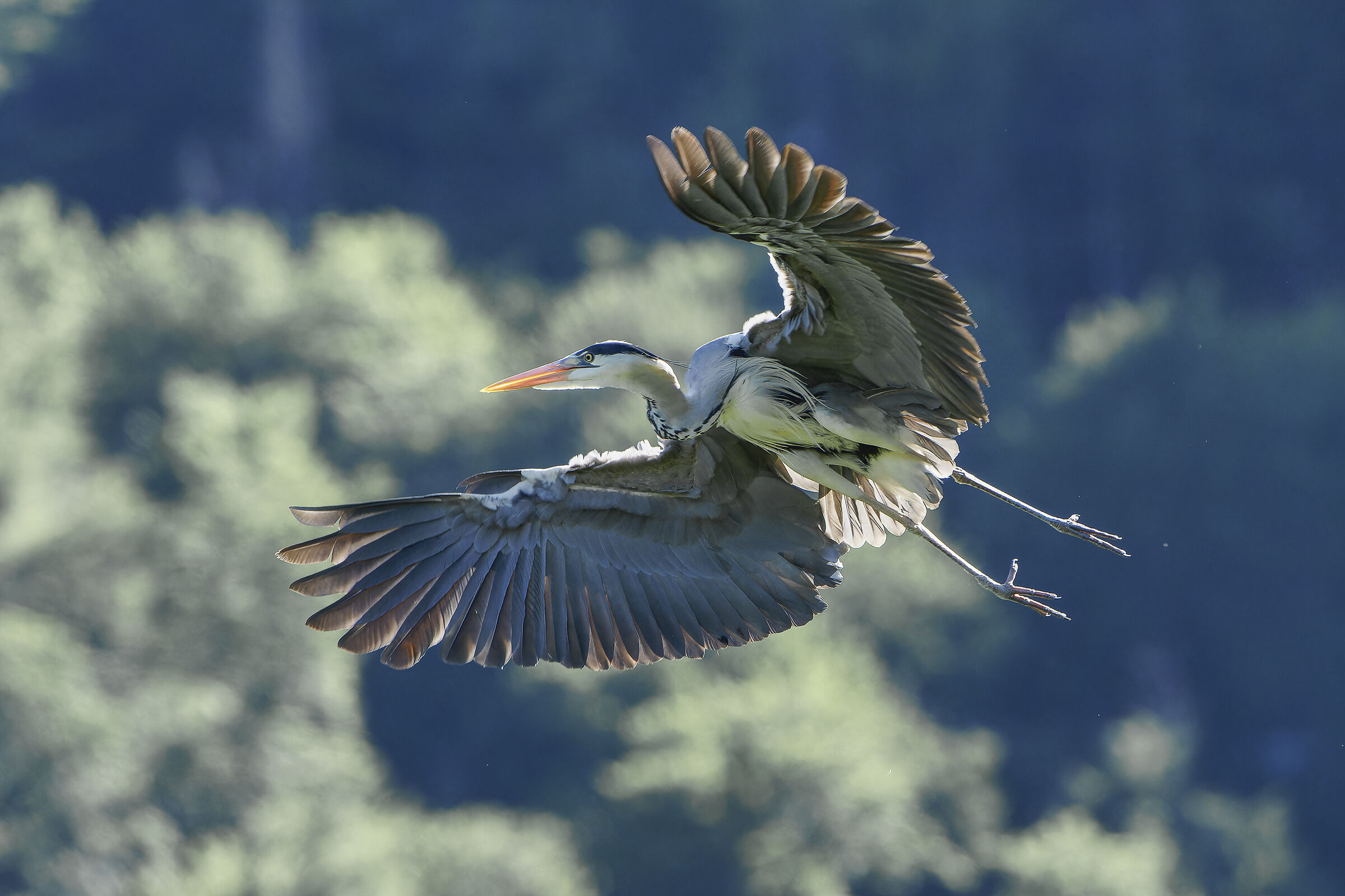 Airone cenerino in volo