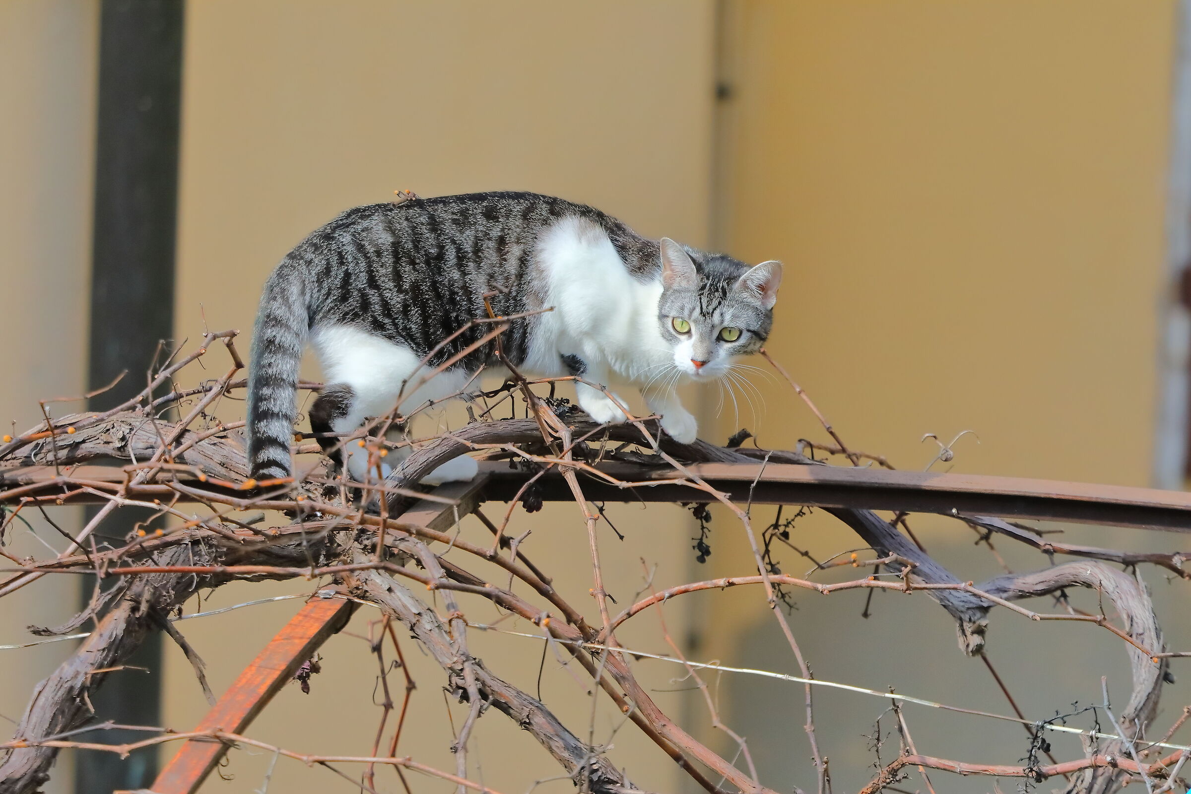 Kira 20-03-2024 - 0010