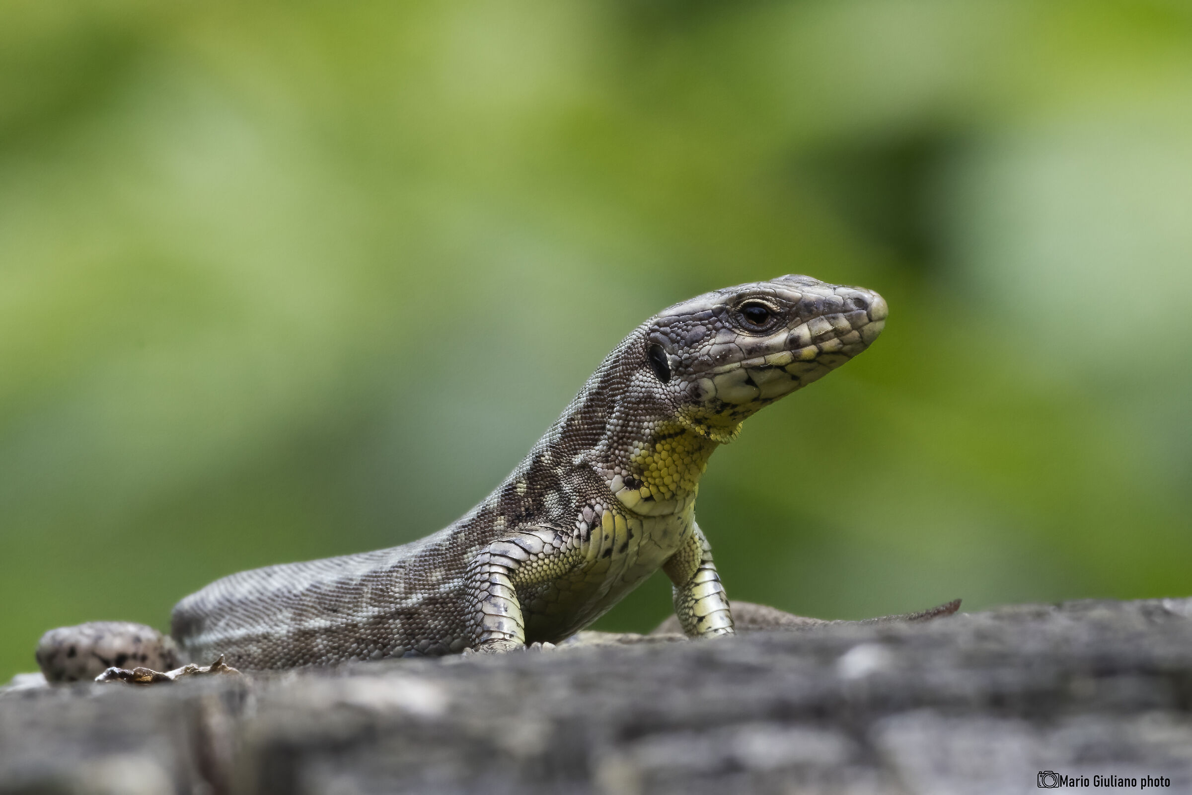 Wall Lizard