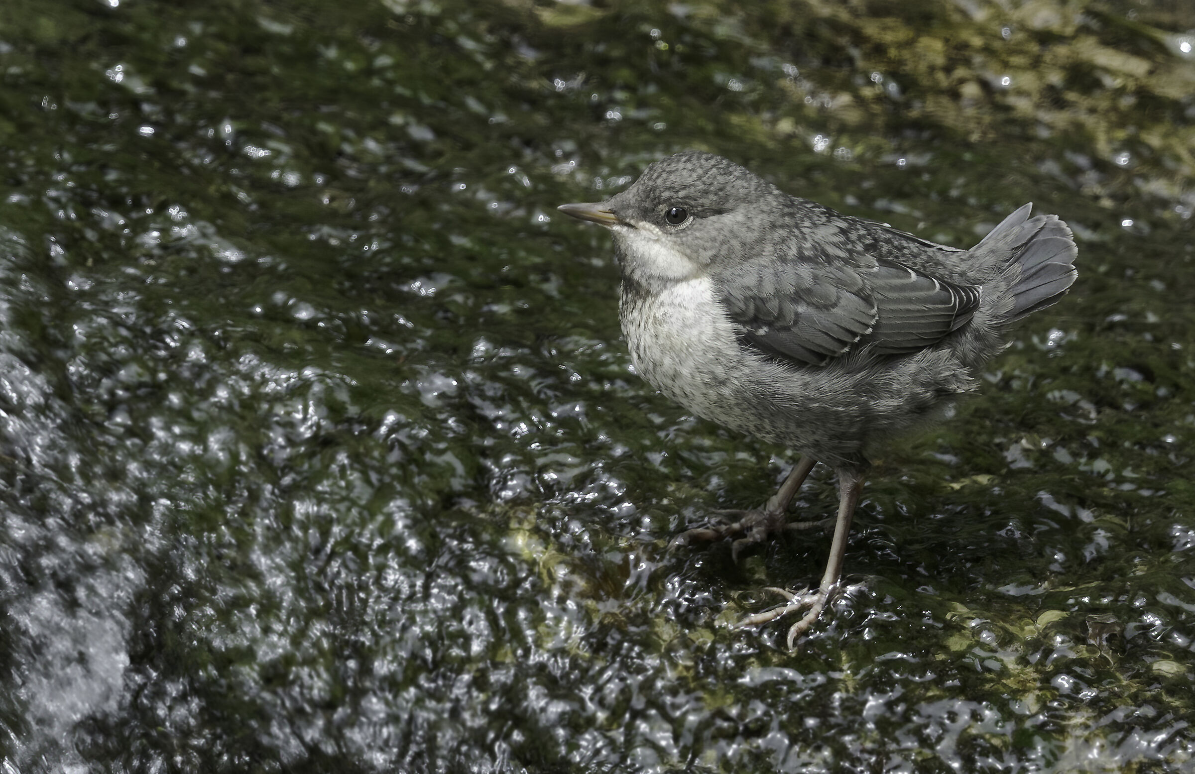 Dipper juv.