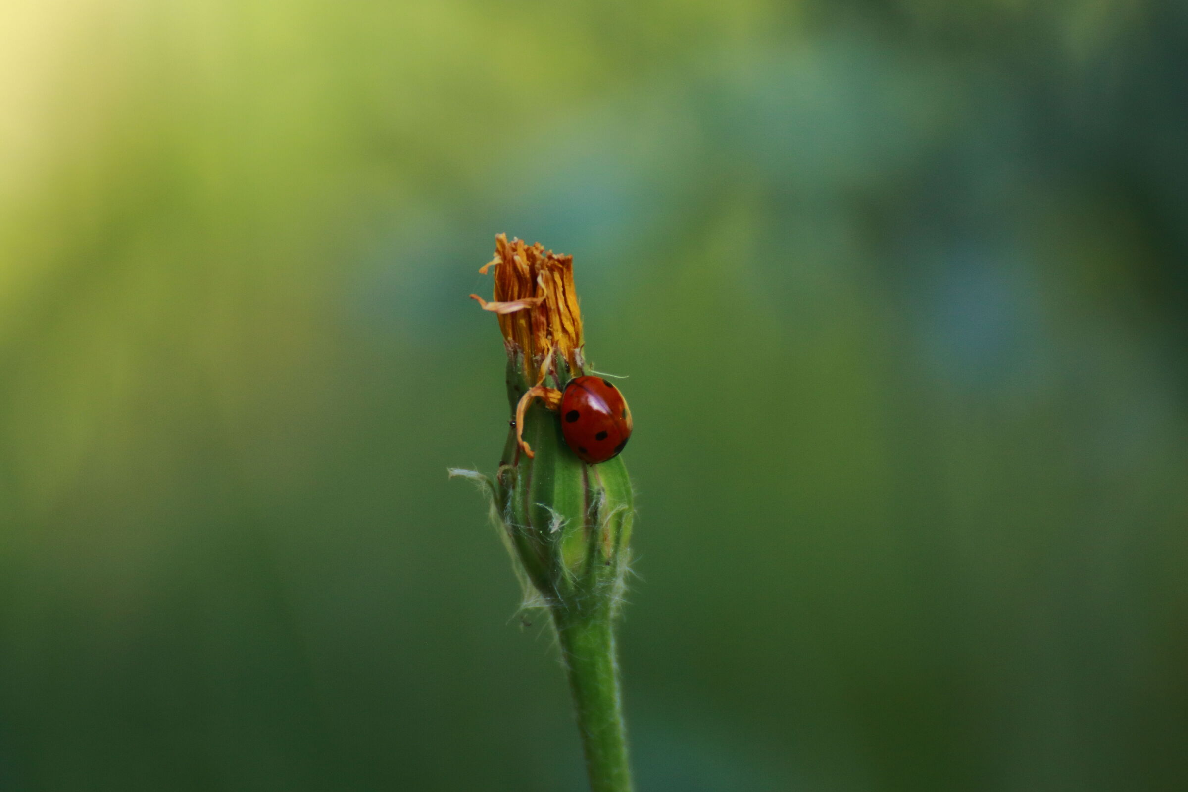 coccinella