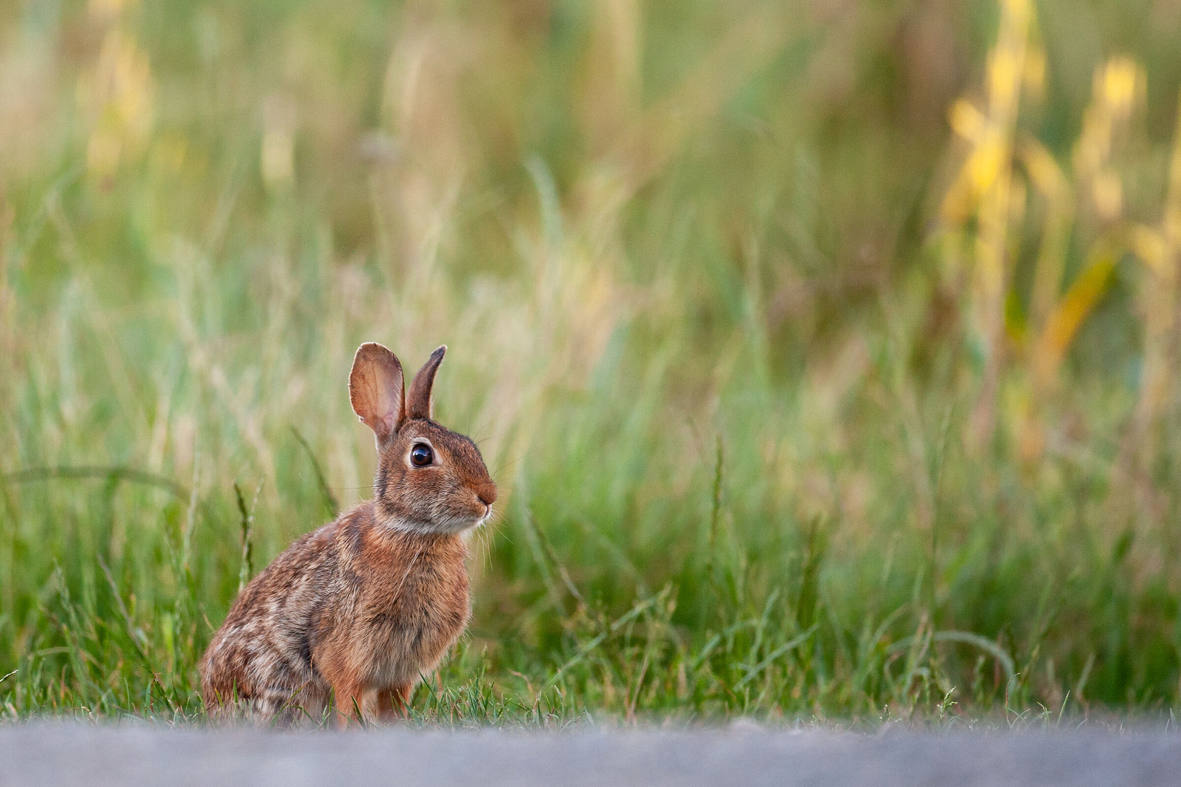 Young wild rabbit
