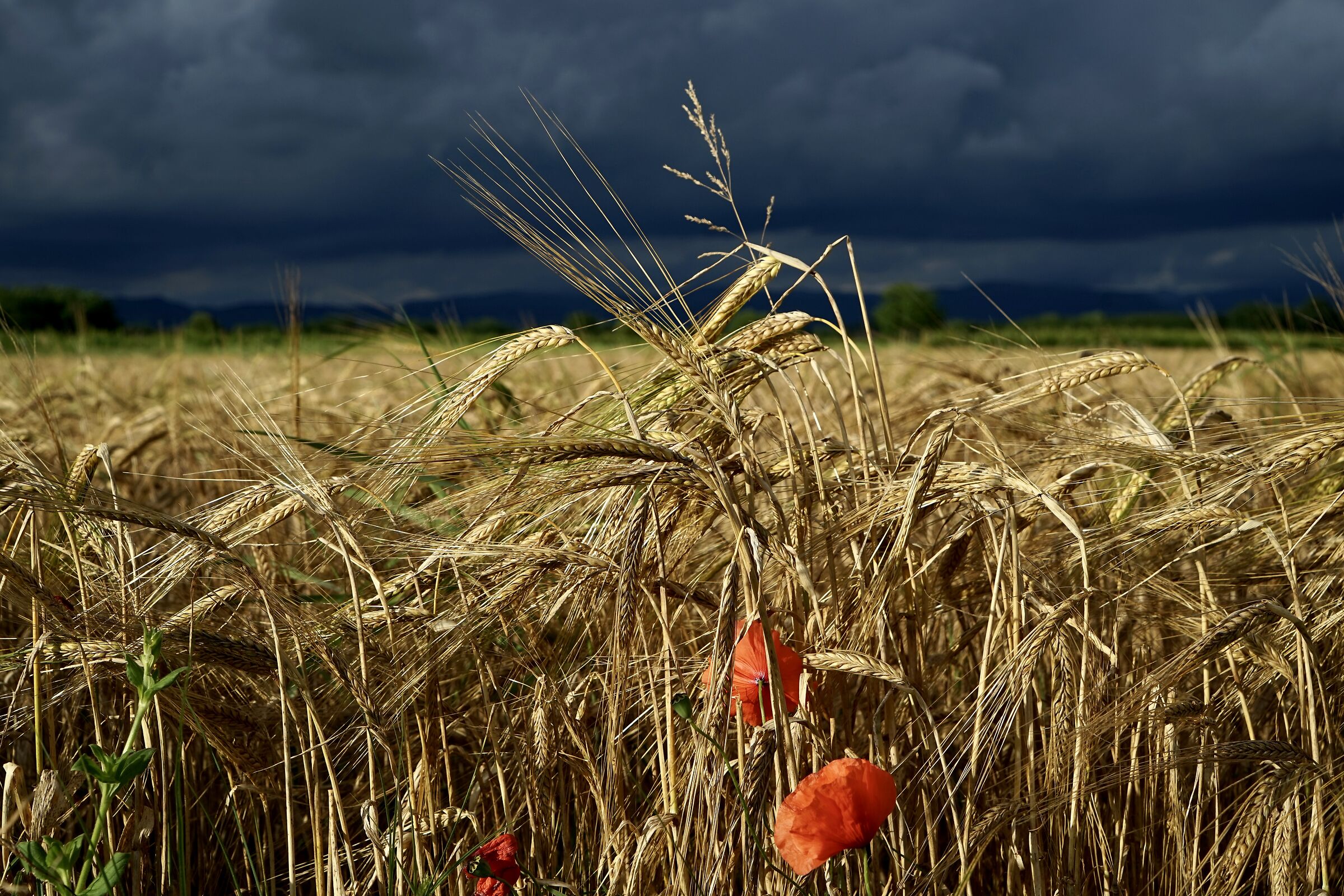 Giugno nel Friuli Imperiale...
