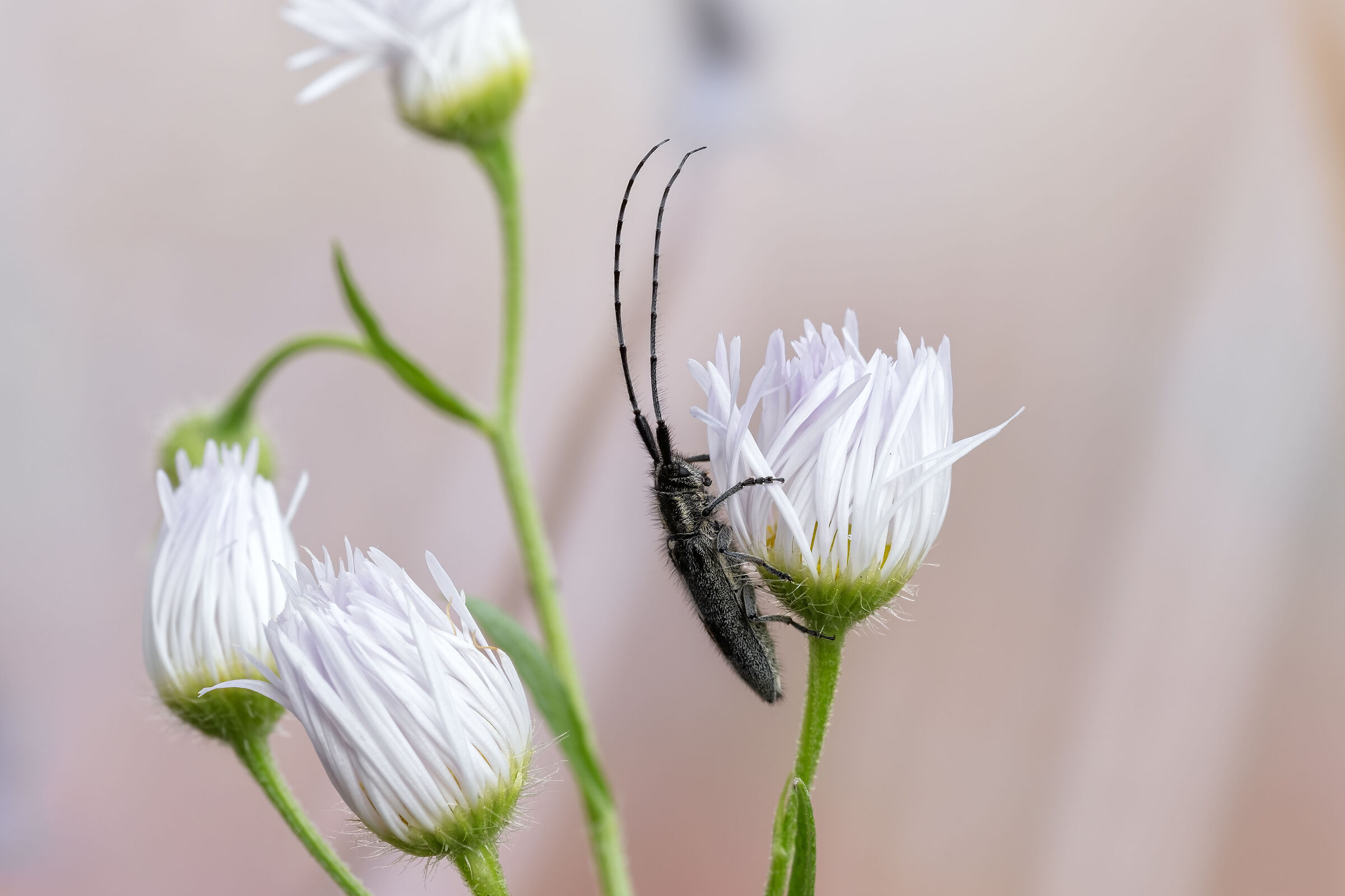 Cardui di Agapanthia