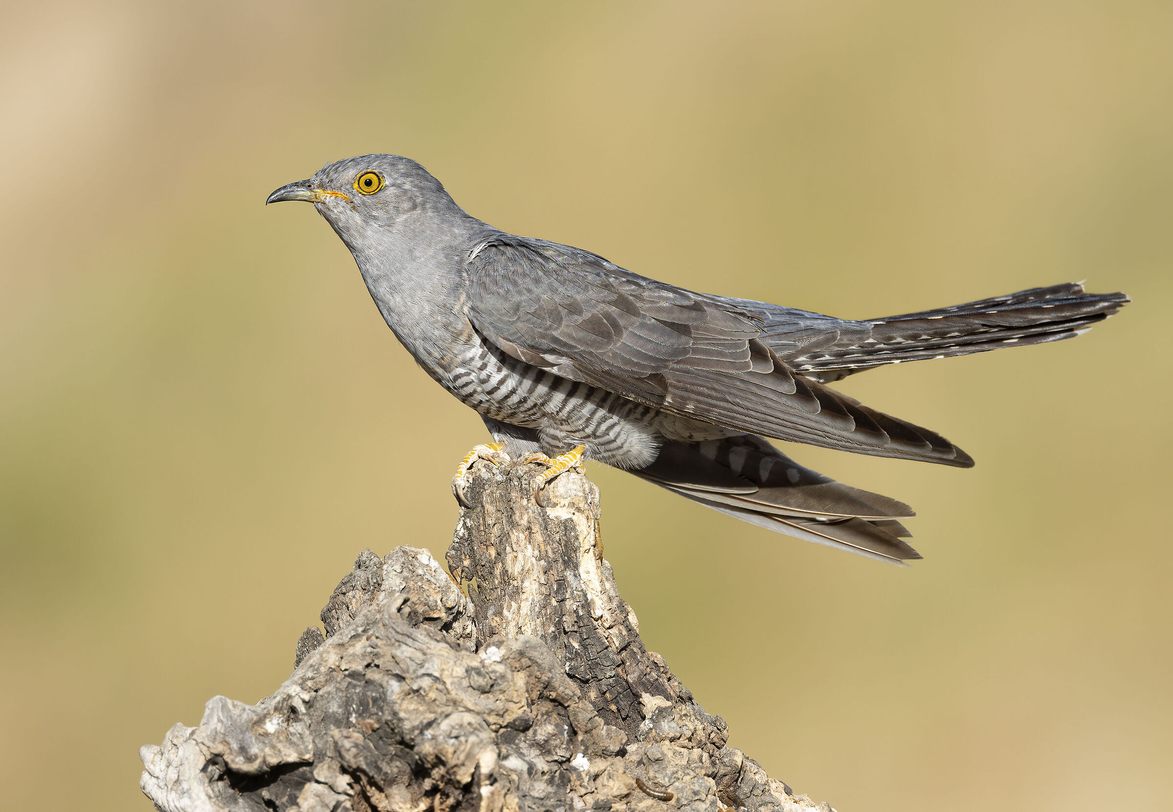 cuculo, posizione tipica