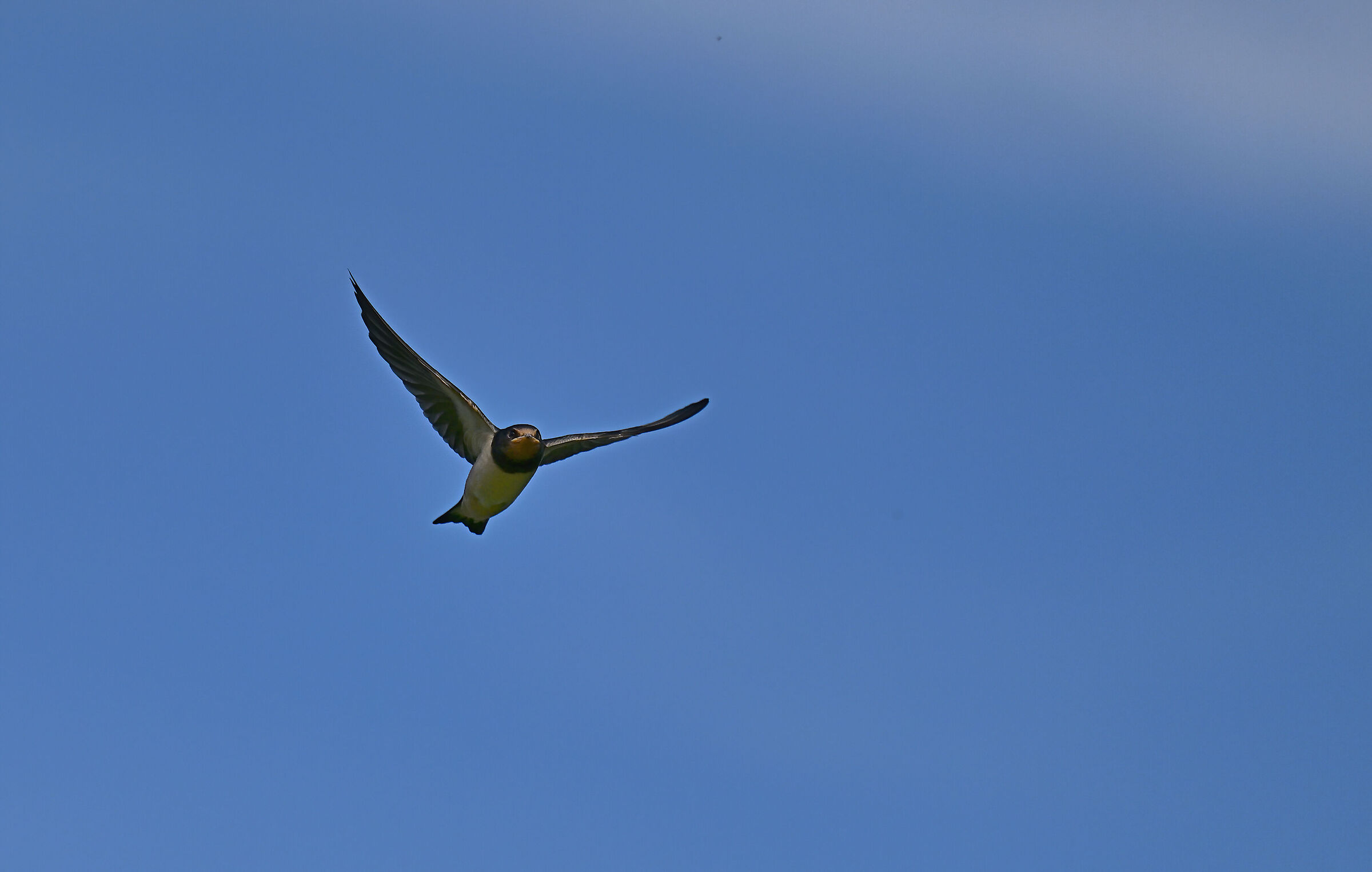 Swallow