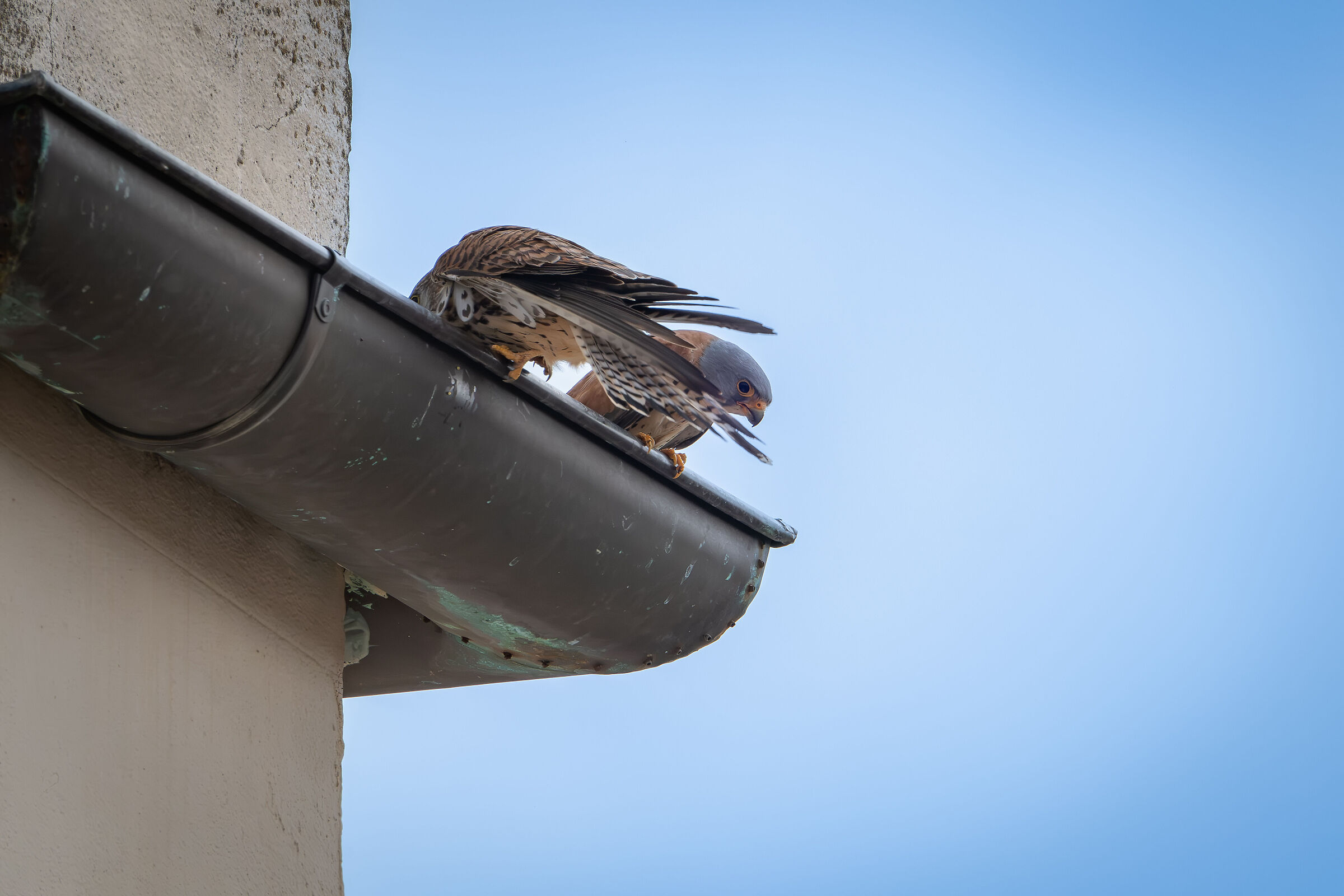 Lesser kestrels